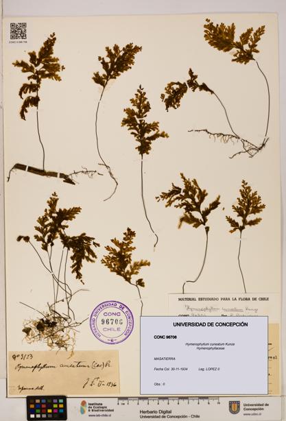 Hymenophyllum cuneatum [Espécimen: UDEC:CONC:0096706]