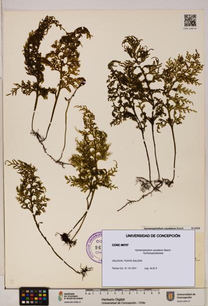 Hymenophyllum caudatum [Espécimen: UDEC:CONC:0096707]