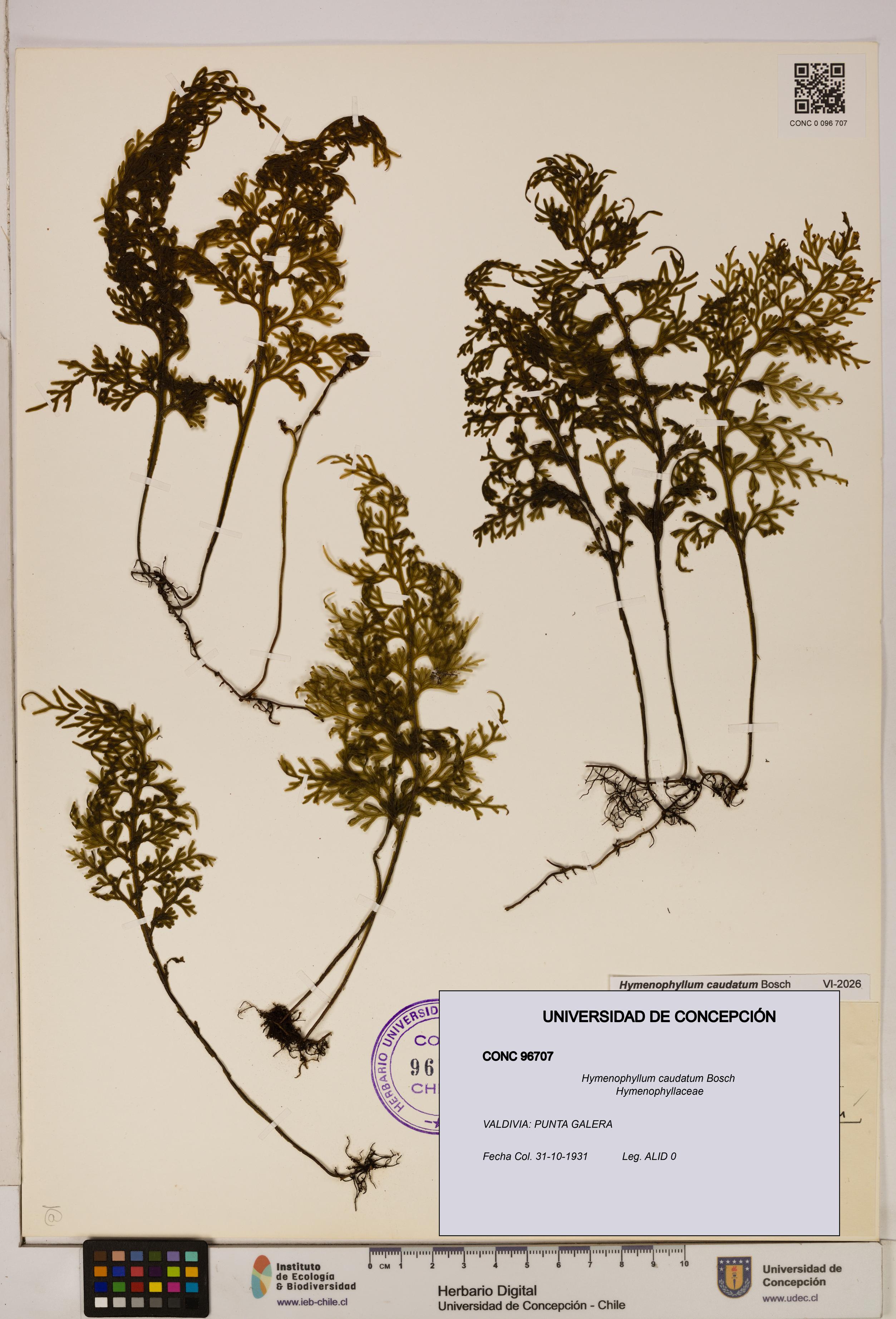 Hymenophyllum caudatum [Espécimen: UDEC:CONC:0096707]