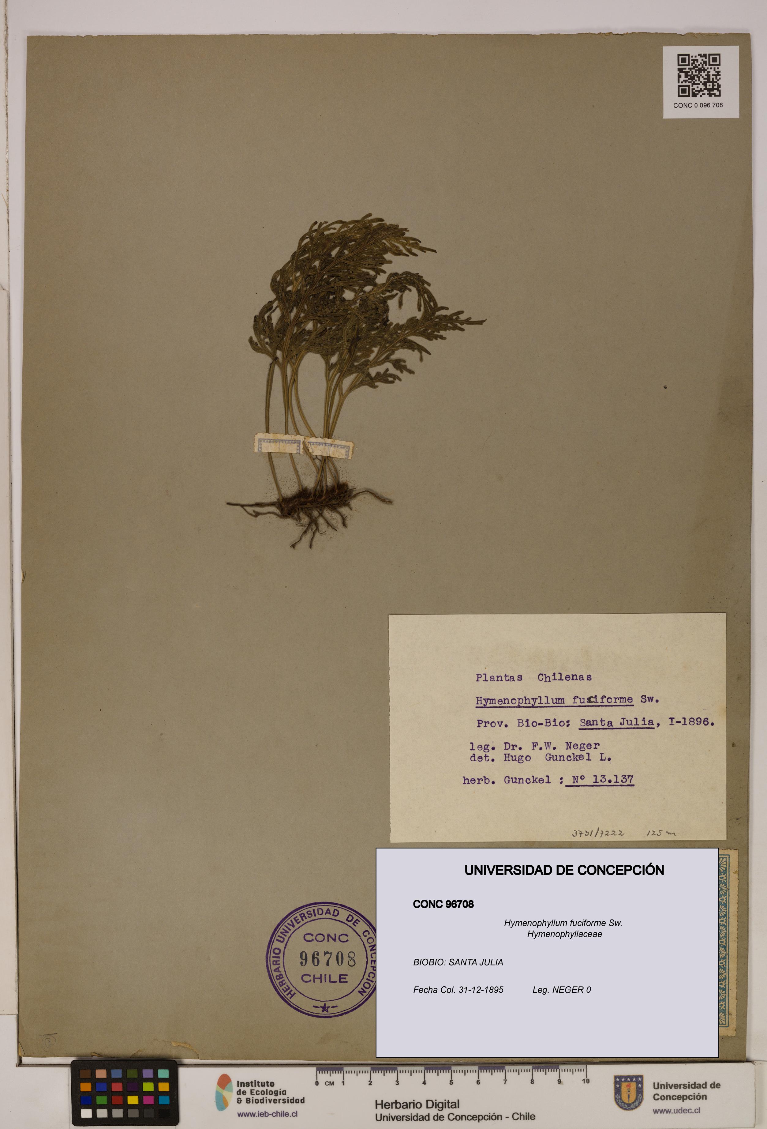 Hymenophyllum fuciforme [Espécimen: UDEC:CONC:0096708]
