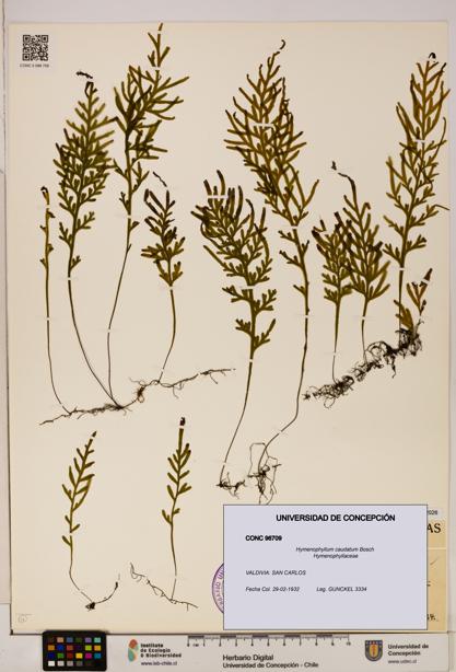 Hymenophyllum caudatum [Espécimen: UDEC:CONC:0096709]