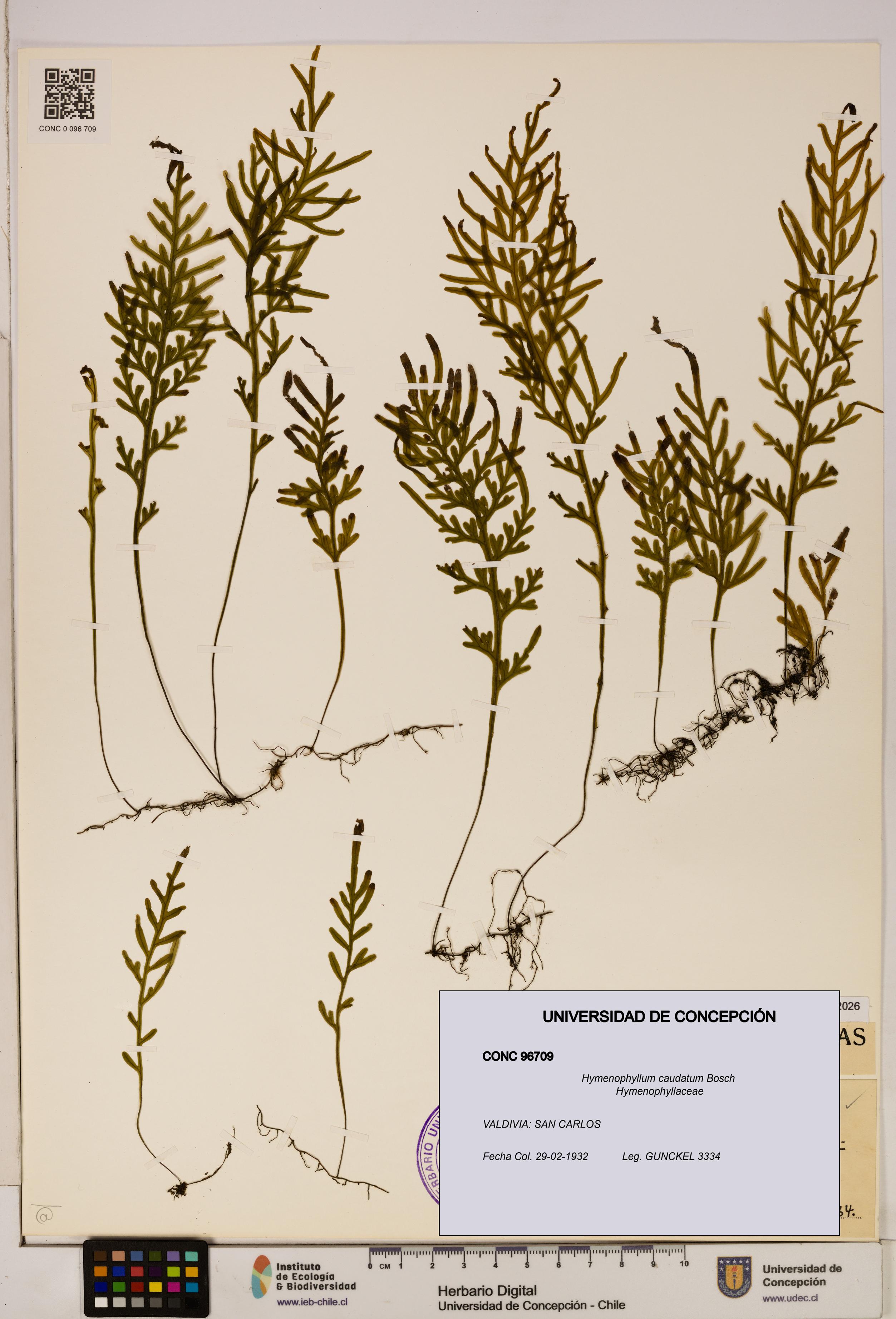 Hymenophyllum caudatum [Espécimen: UDEC:CONC:0096709]