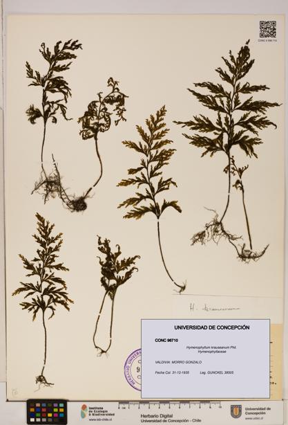 Hymenophyllum krauseanum [Espécimen: ]