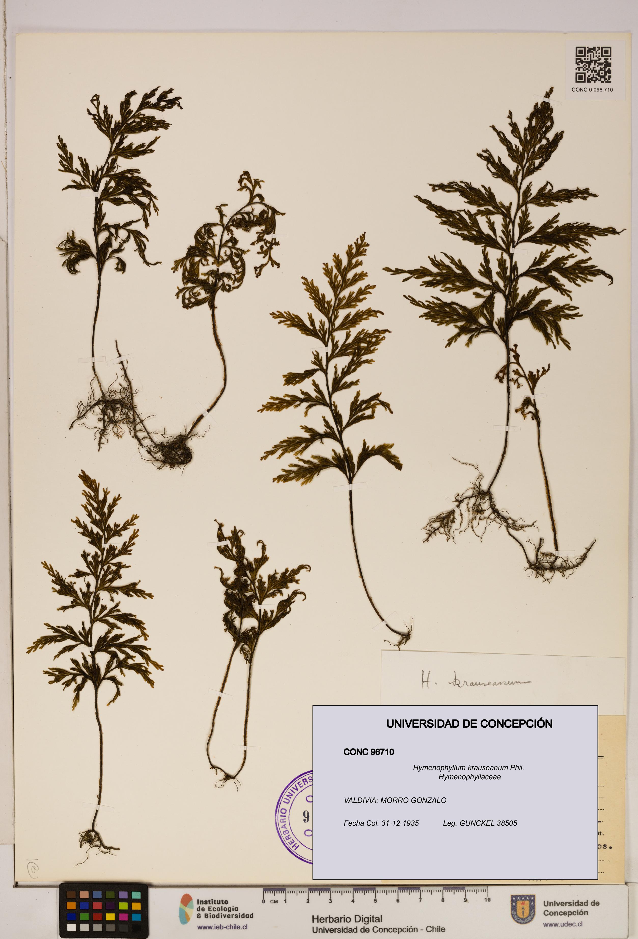 Hymenophyllum krauseanum [Espécimen: ]