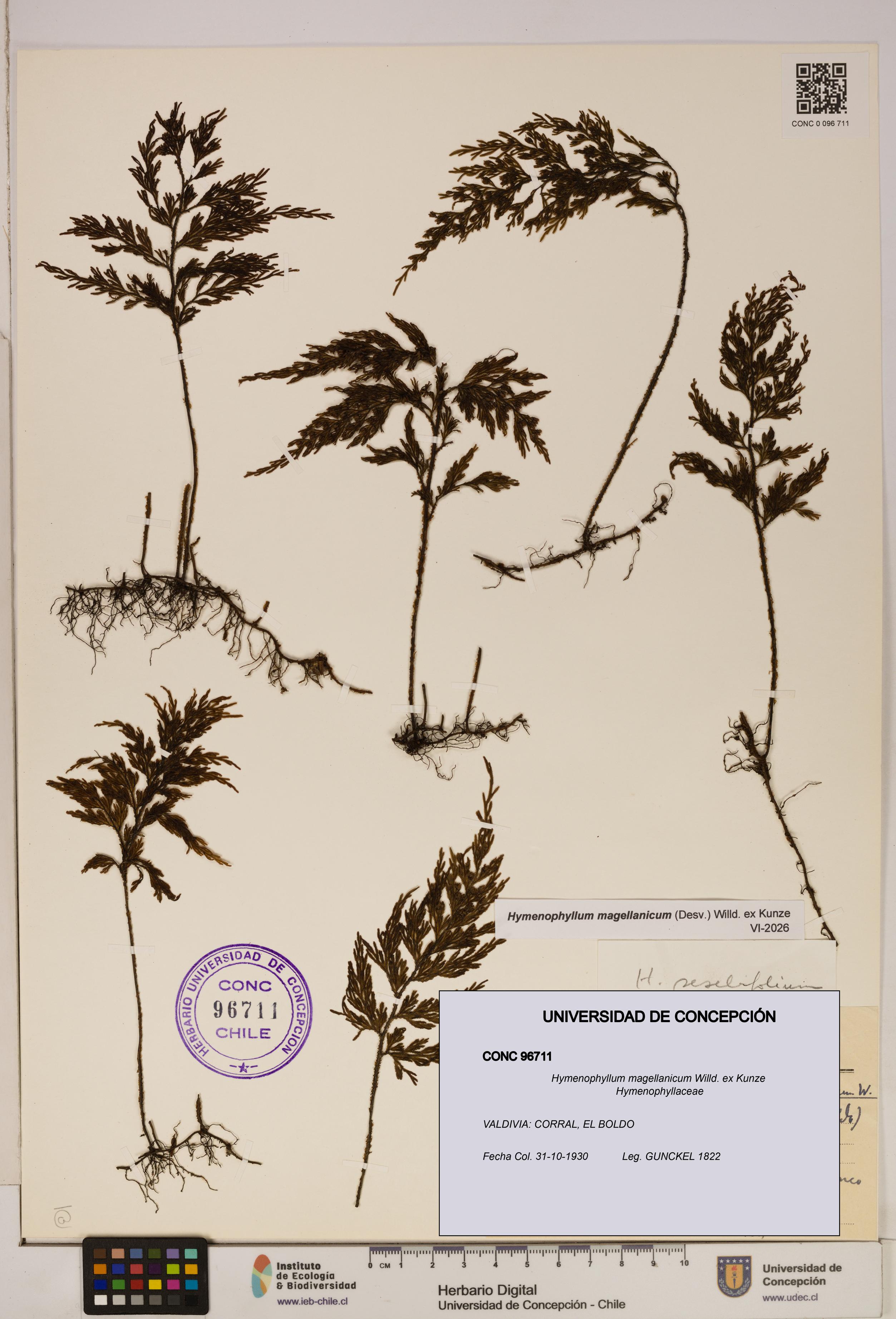 Hymenophyllum magellanicum [Espécimen: ]