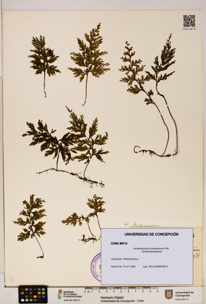 Hymenophyllum krauseanum [Espécimen: ]