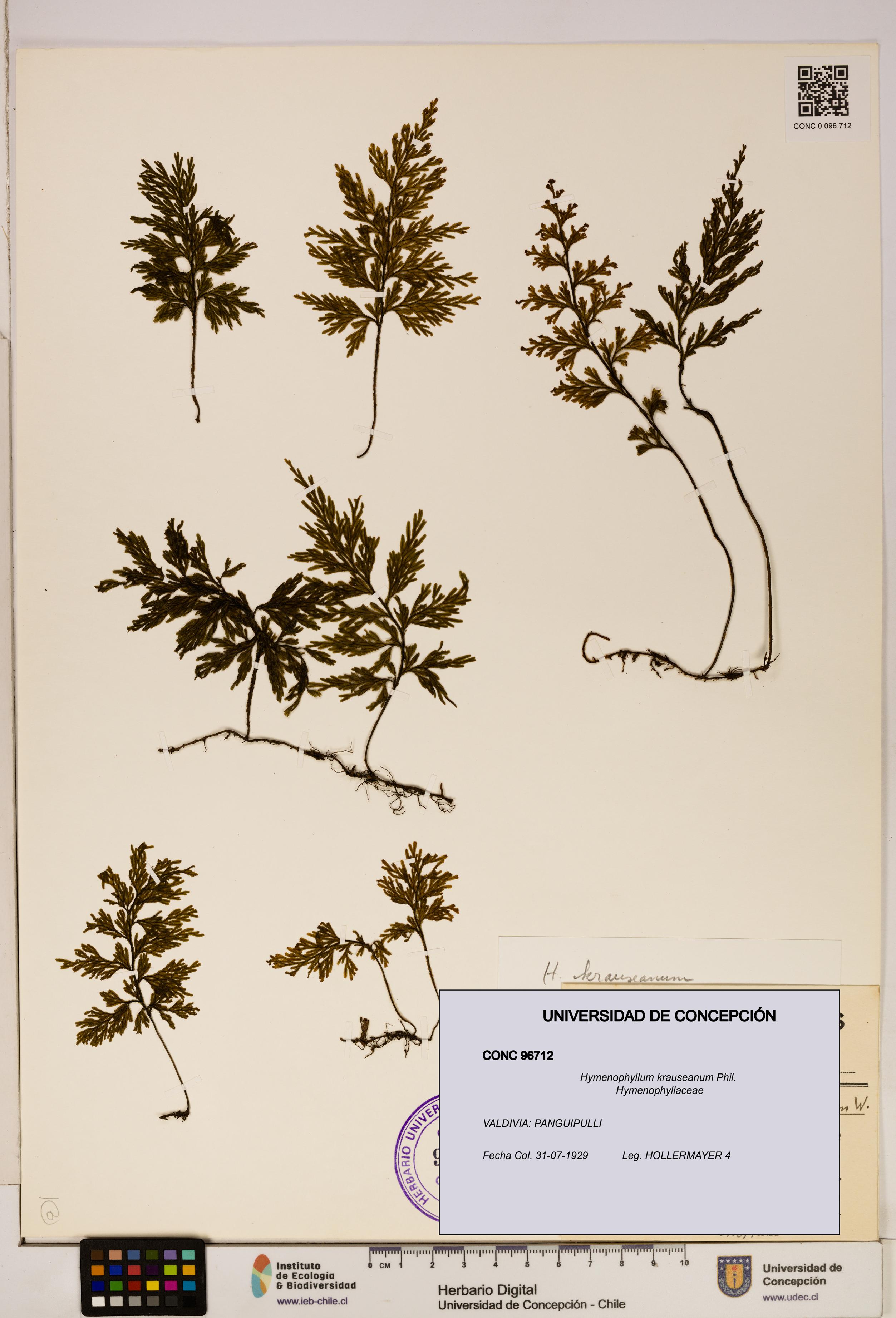 Hymenophyllum krauseanum [Espécimen: ]