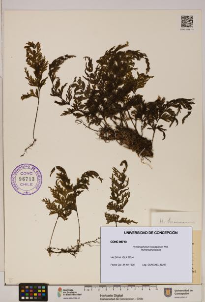 Hymenophyllum krauseanum [Espécimen: ]