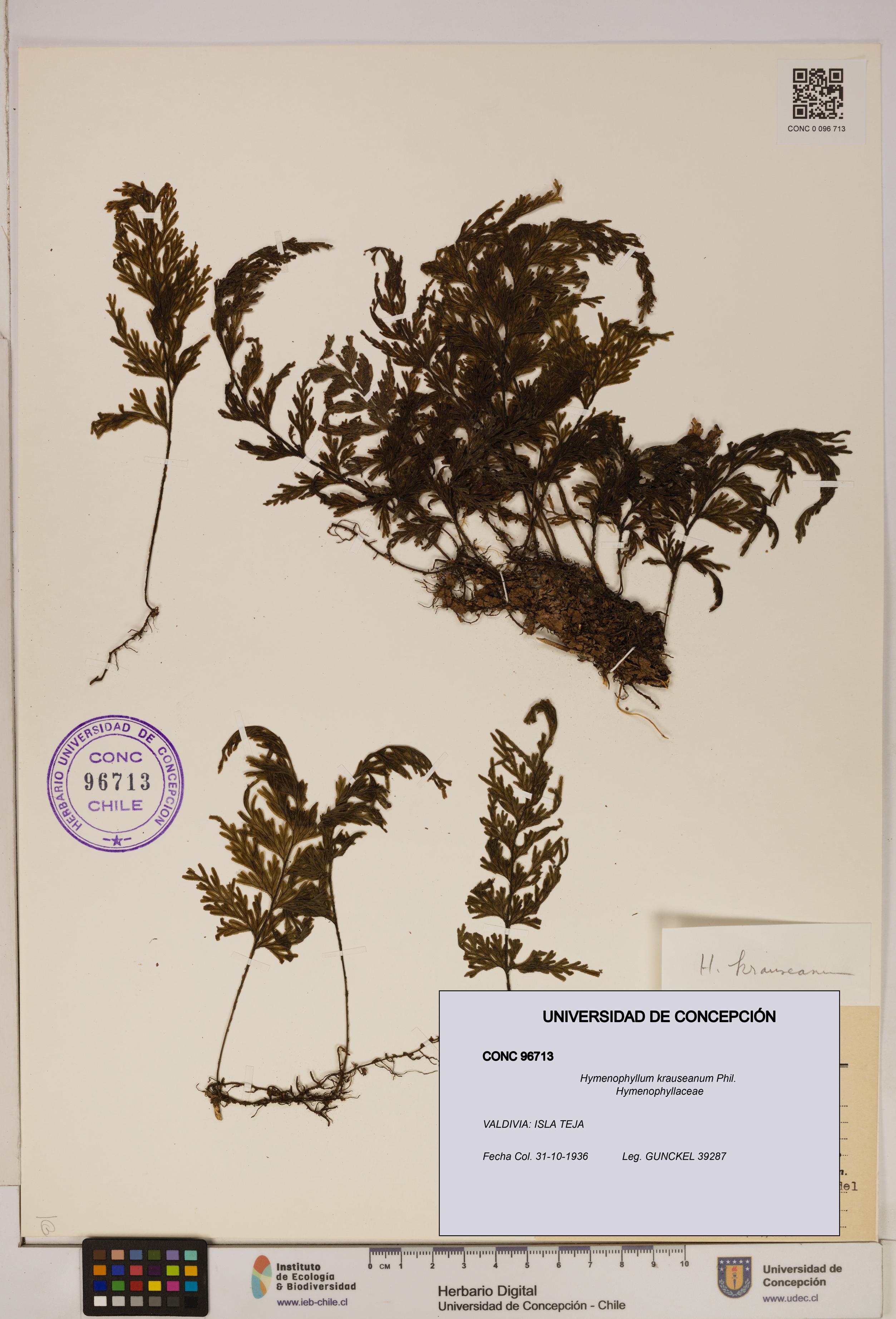 Hymenophyllum krauseanum [Espécimen: ]