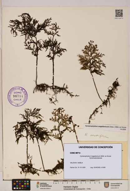 Hymenophyllum magellanicum [Espécimen: ]