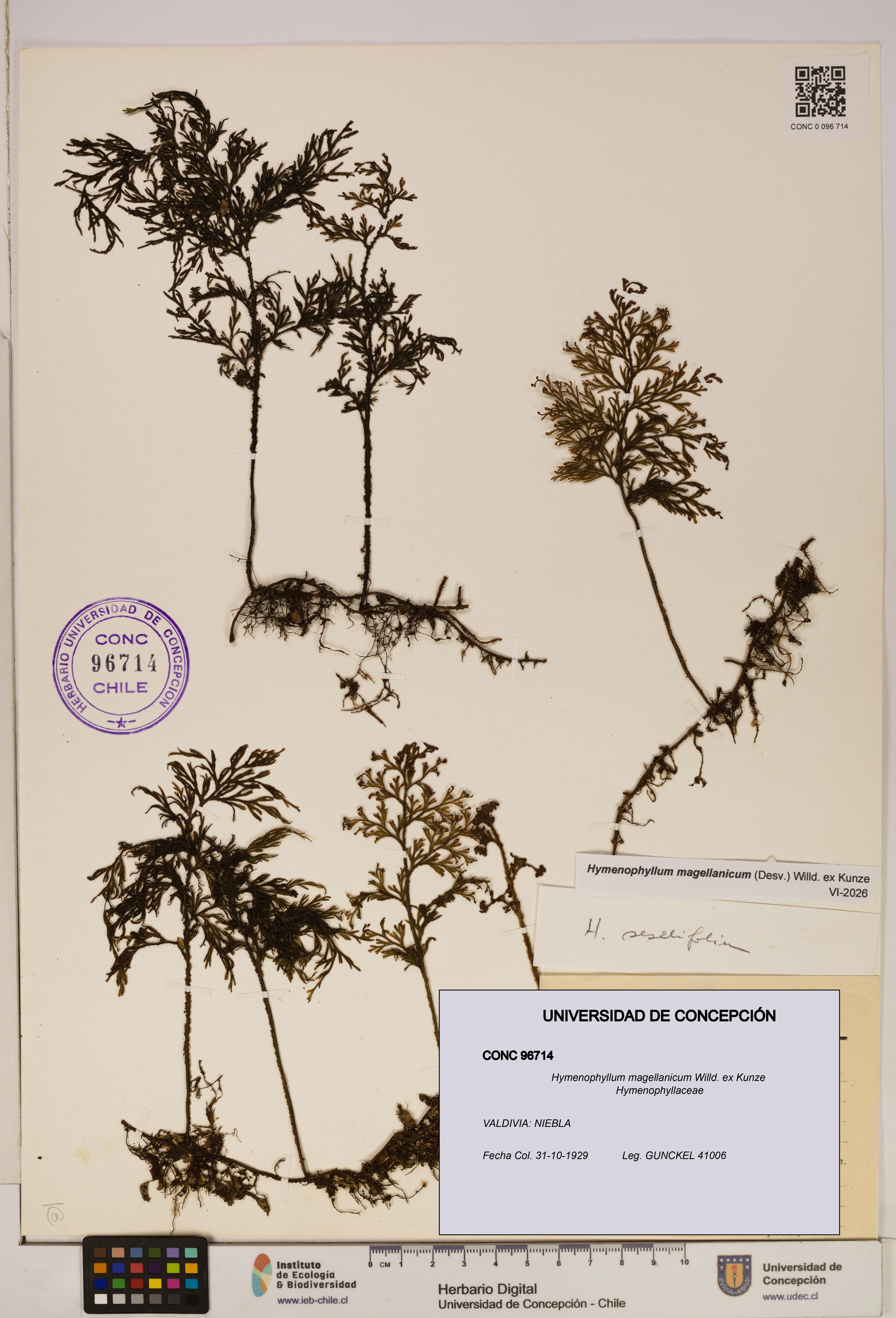 Hymenophyllum magellanicum [Espécimen: ]