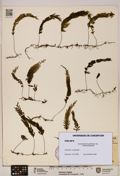 Hymenophyllum pectinatum [Espécimen: ]