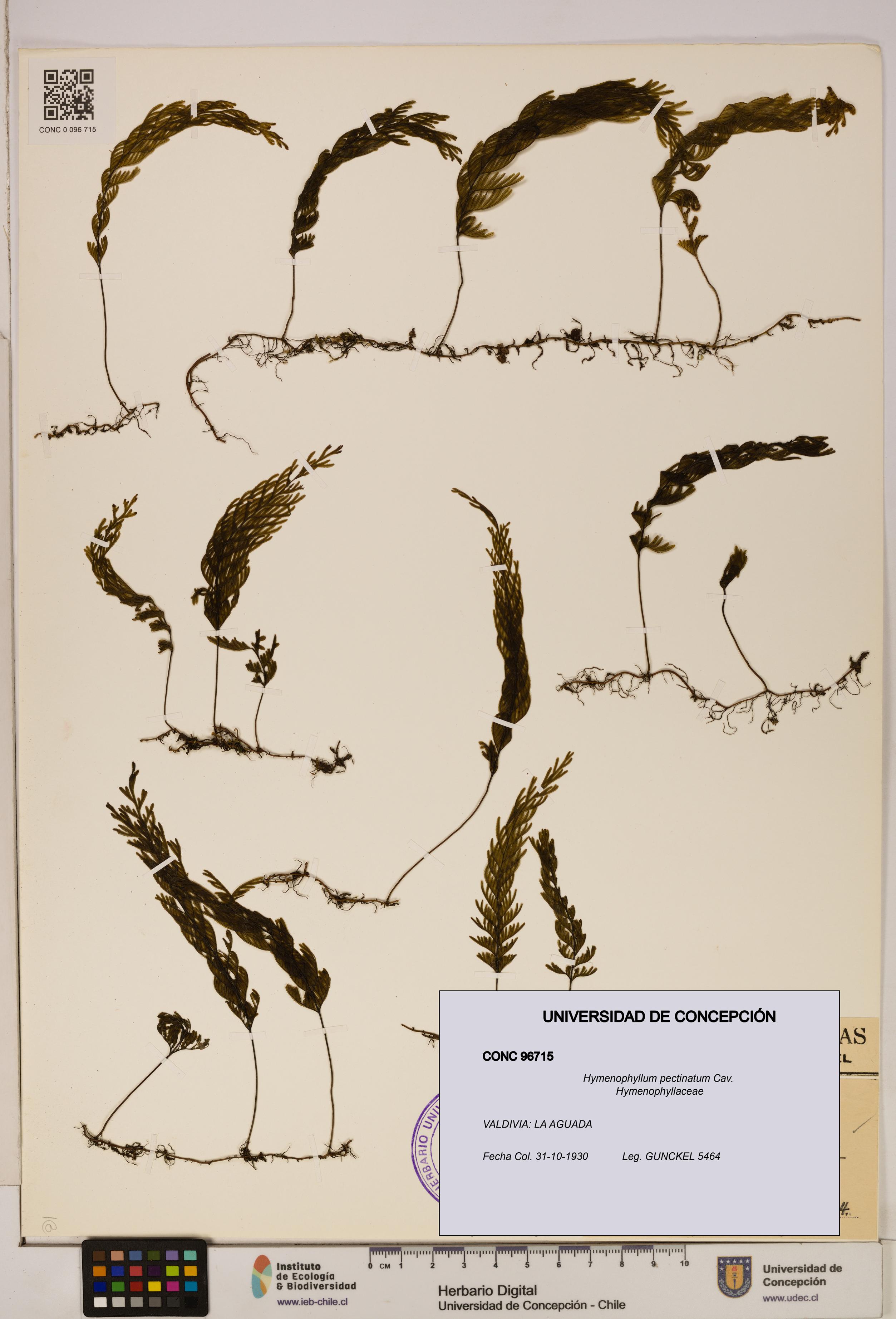 Hymenophyllum pectinatum [Espécimen: ]