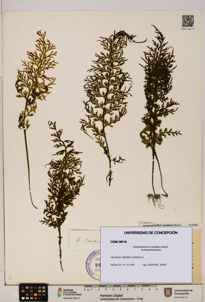 Hymenophyllum caudatum [Espécimen: UDEC:CONC:0096716]