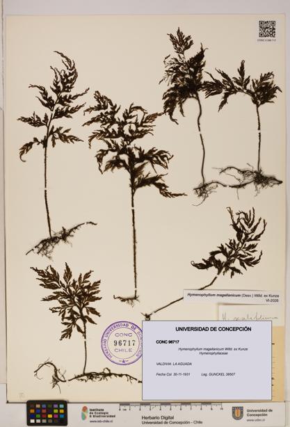 Hymenophyllum magellanicum [Espécimen: ]