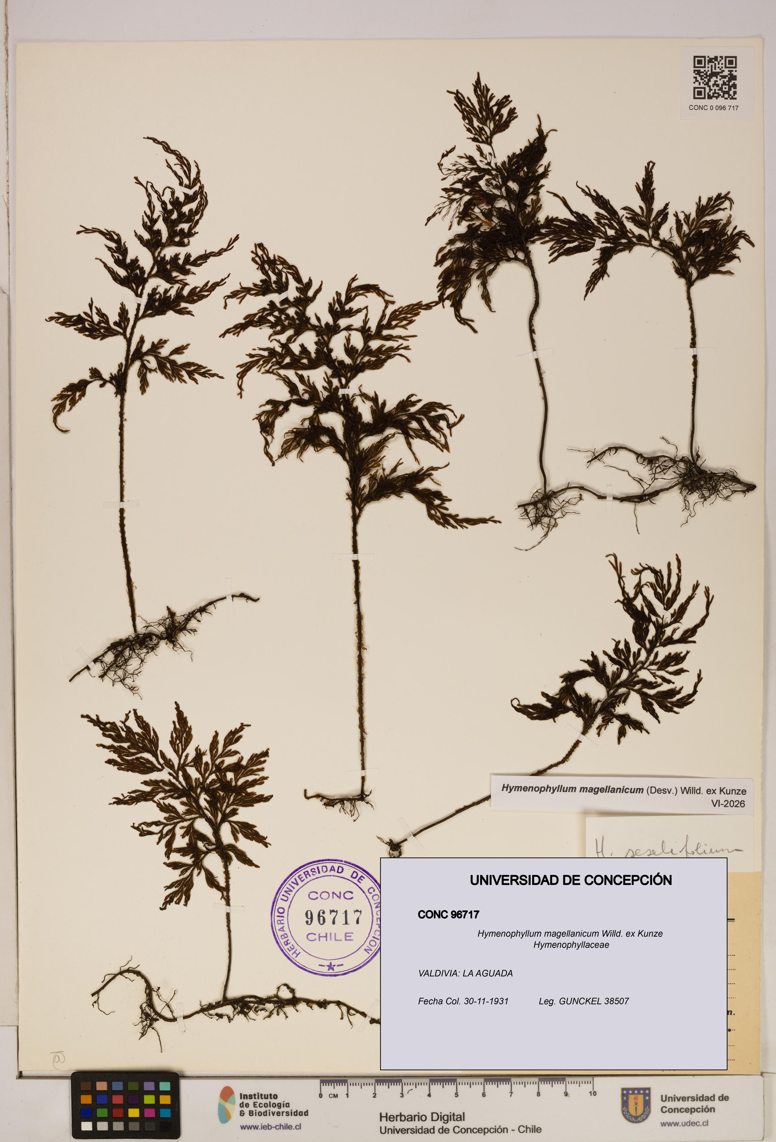 Hymenophyllum magellanicum [Espécimen: ]