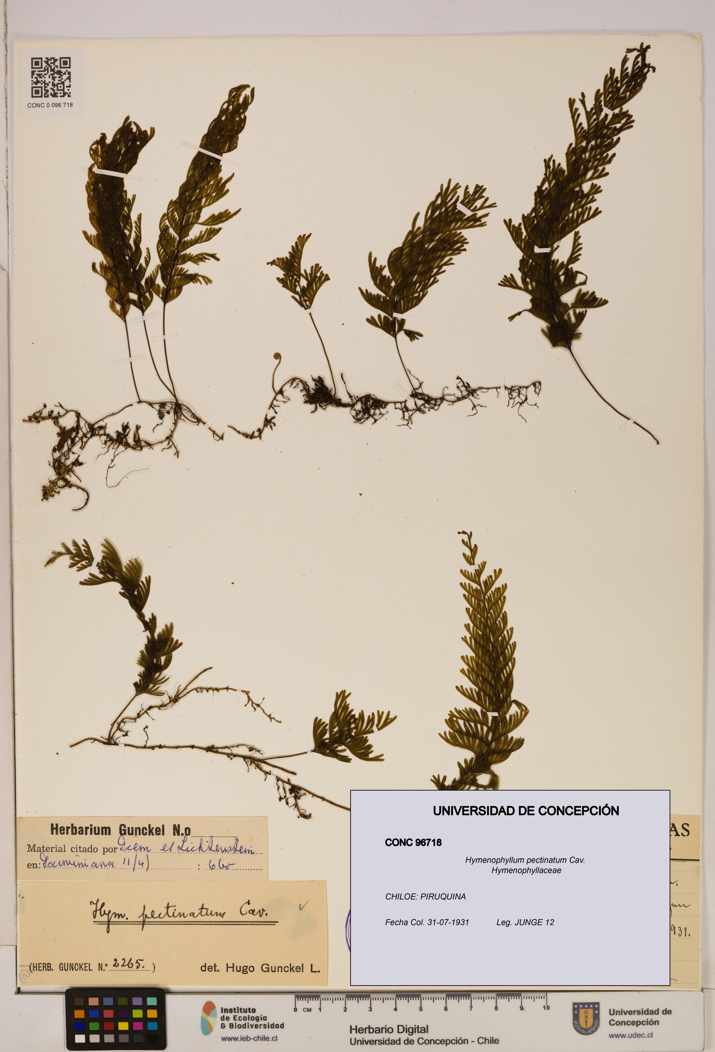 Hymenophyllum pectinatum [Espécimen: ]