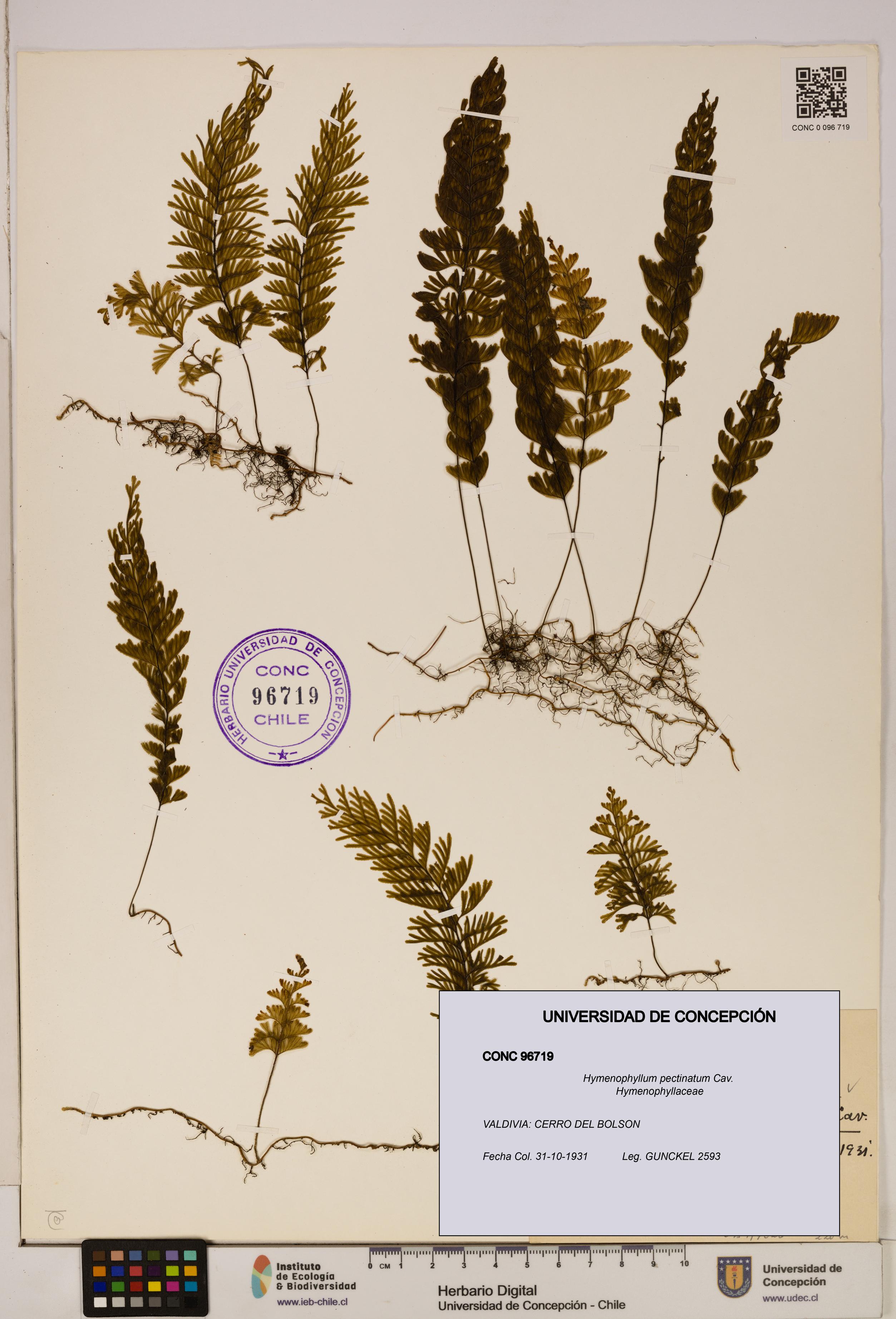 Hymenophyllum pectinatum [Espécimen: ]