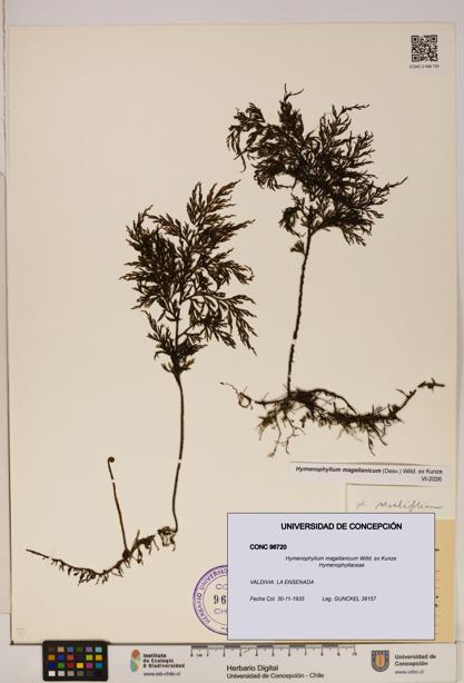 Hymenophyllum magellanicum [Espécimen: ]