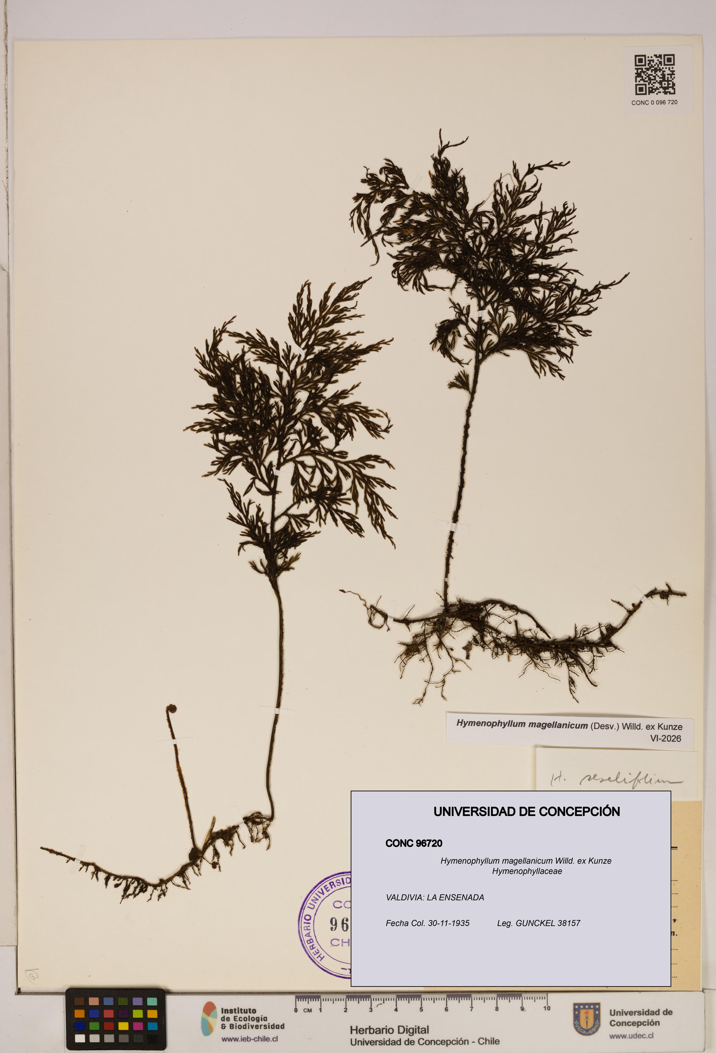 Hymenophyllum magellanicum [Espécimen: ]