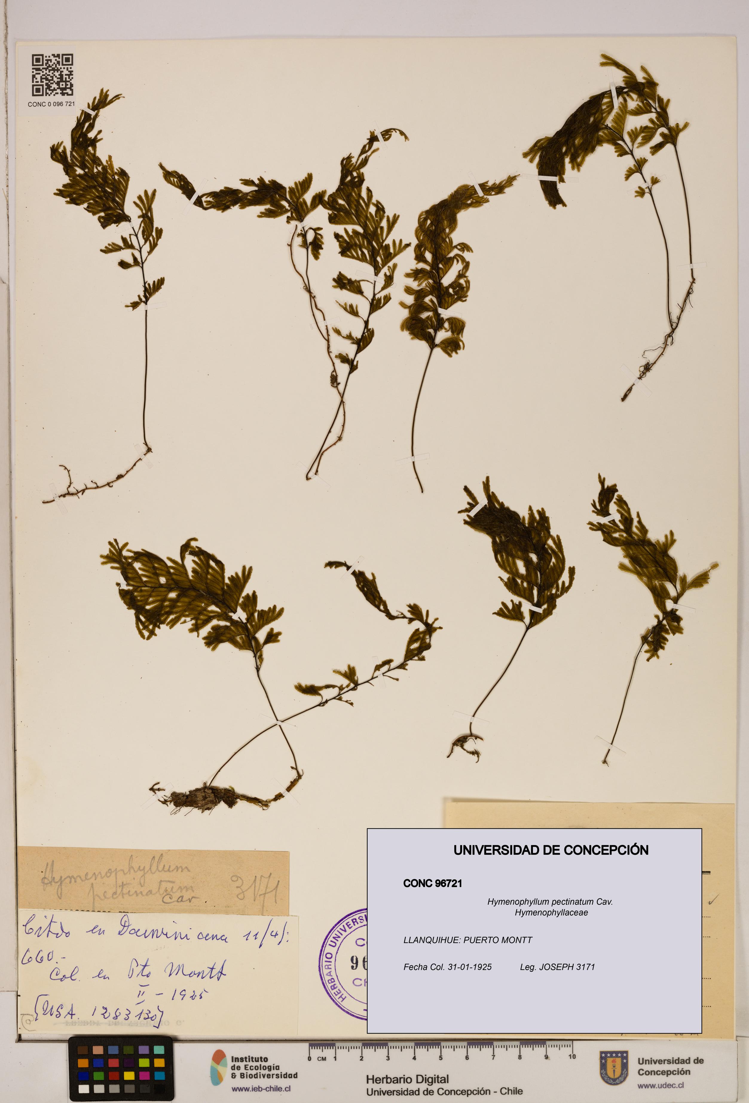 Hymenophyllum pectinatum [Espécimen: ]