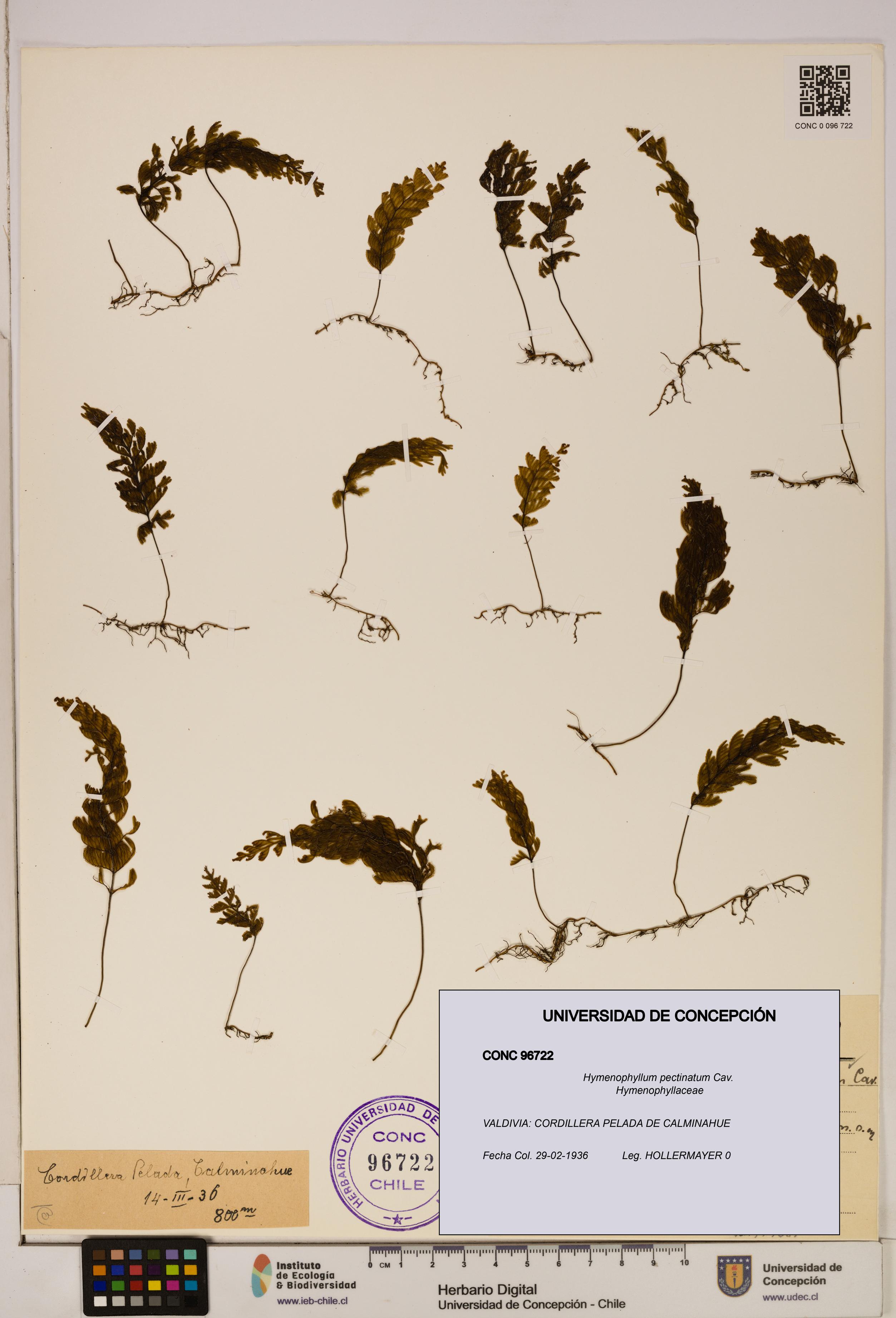 Hymenophyllum pectinatum [Espécimen: ]