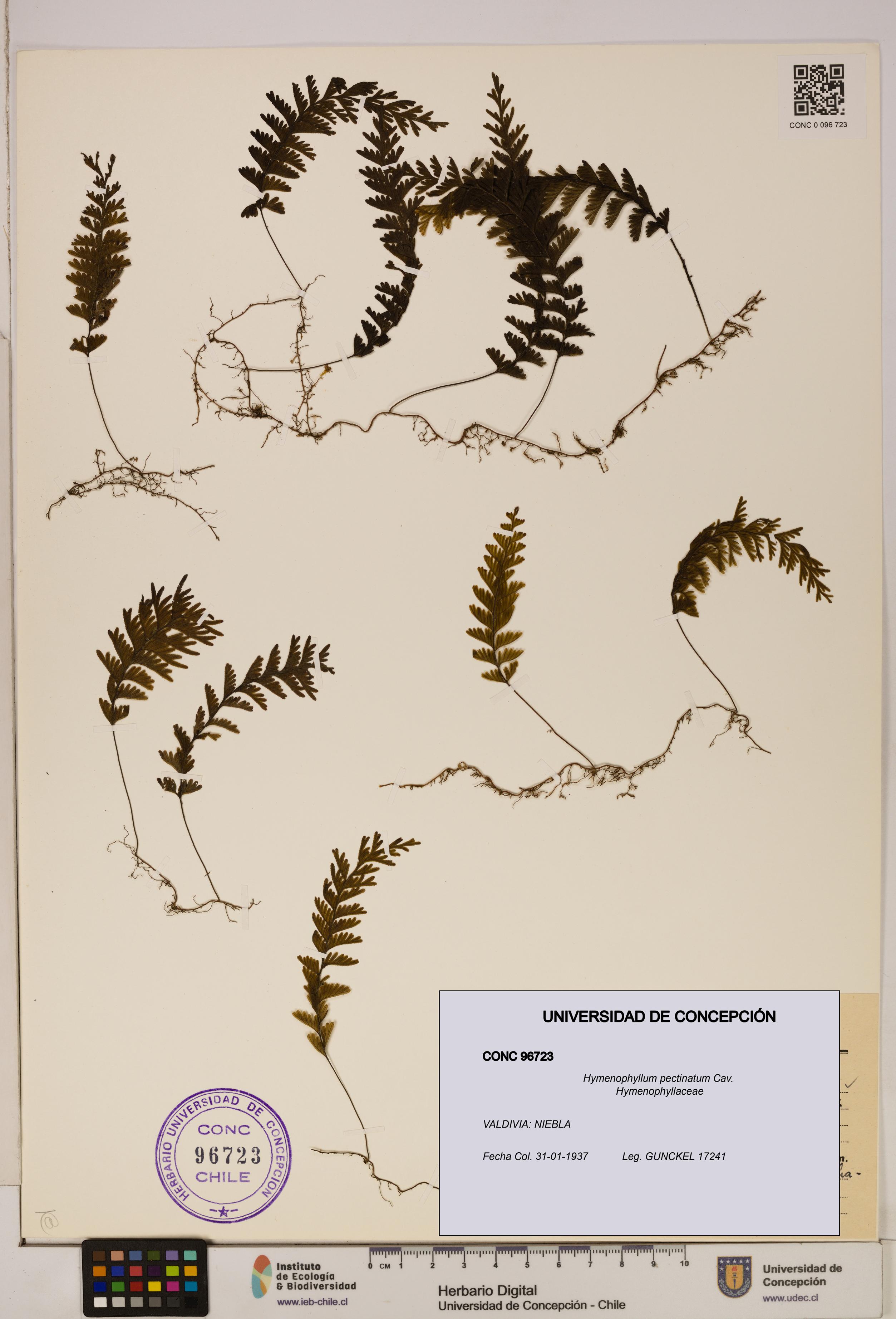 Hymenophyllum pectinatum [Espécimen: ]