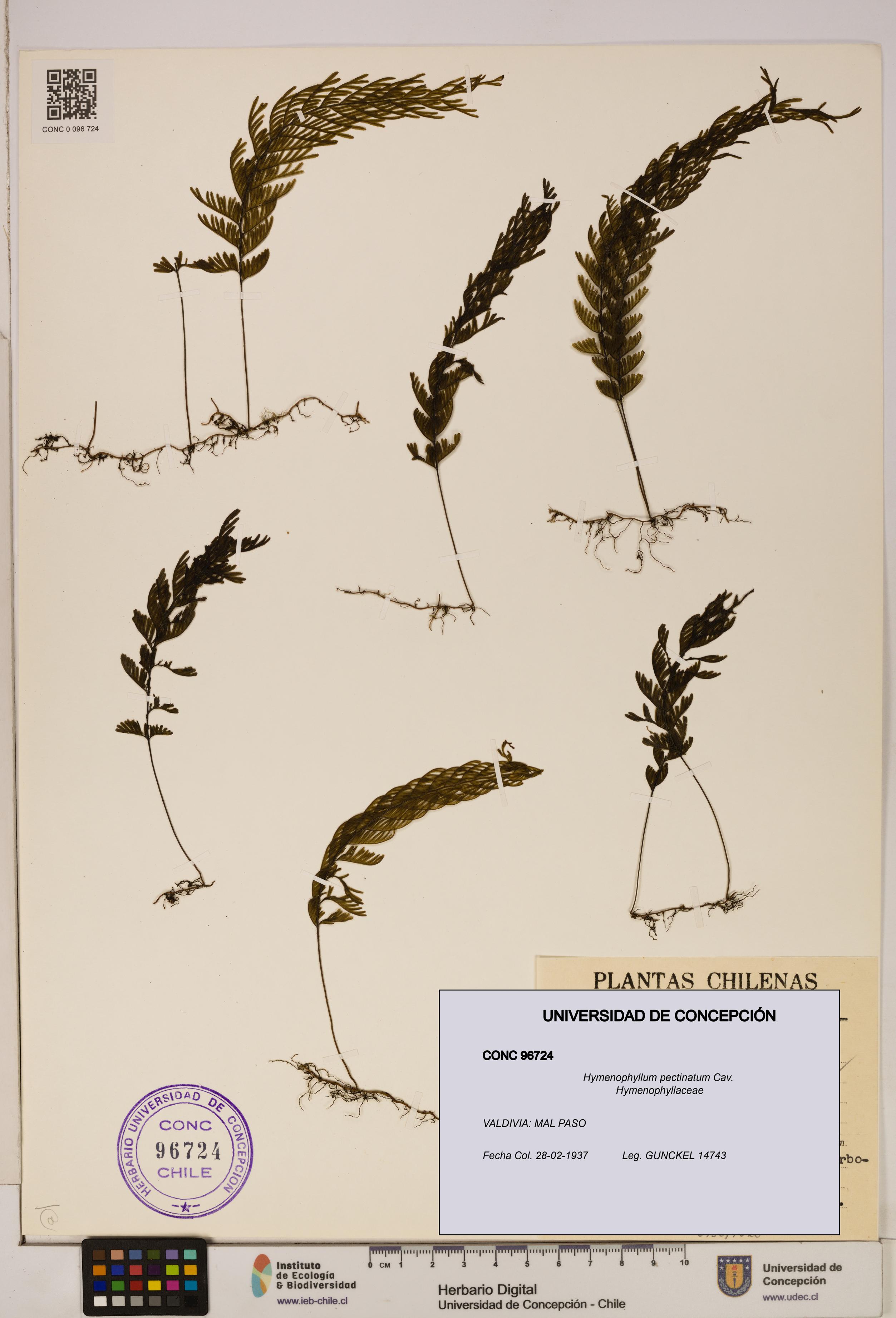 Hymenophyllum pectinatum [Espécimen: ]