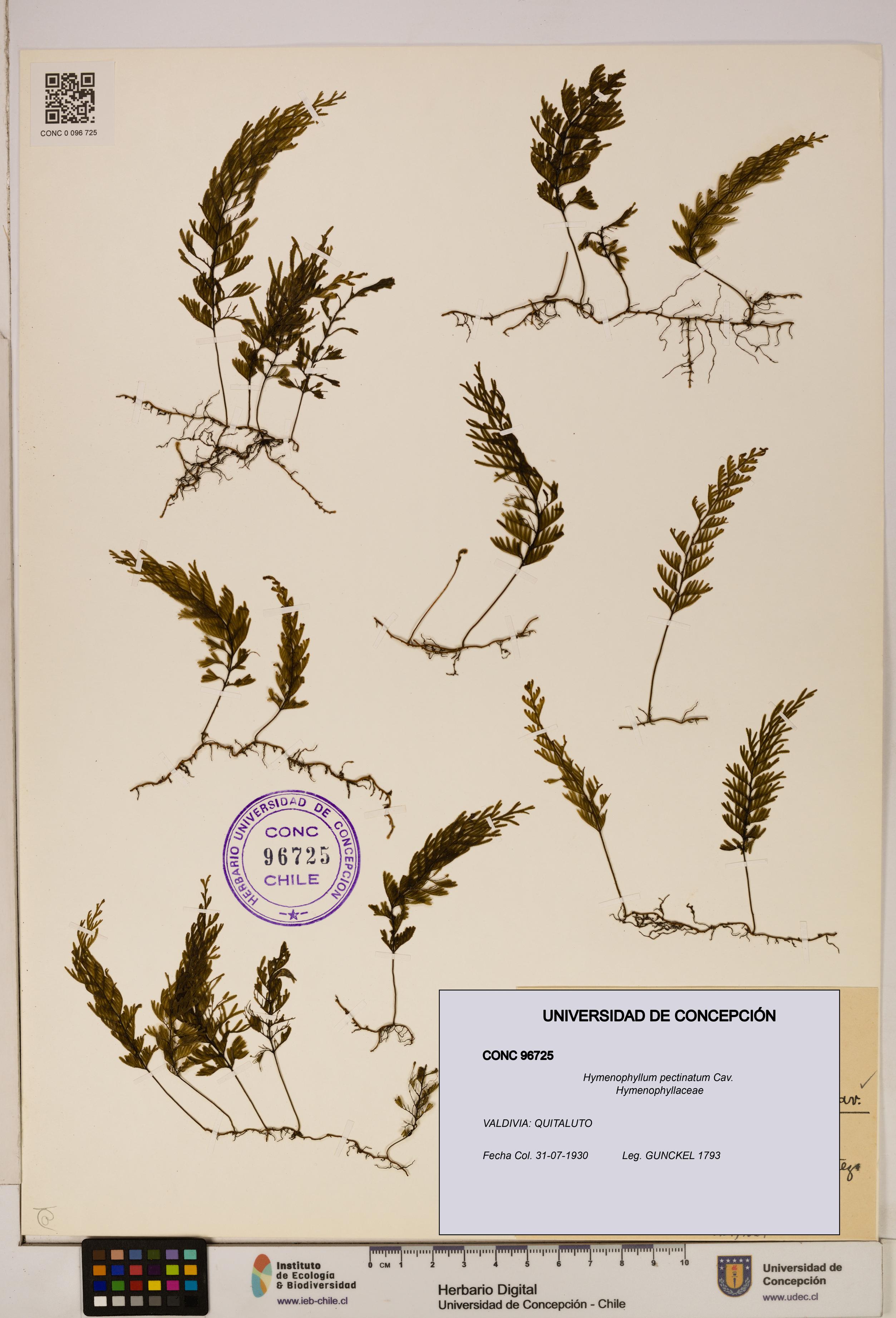 Hymenophyllum pectinatum [Espécimen: ]