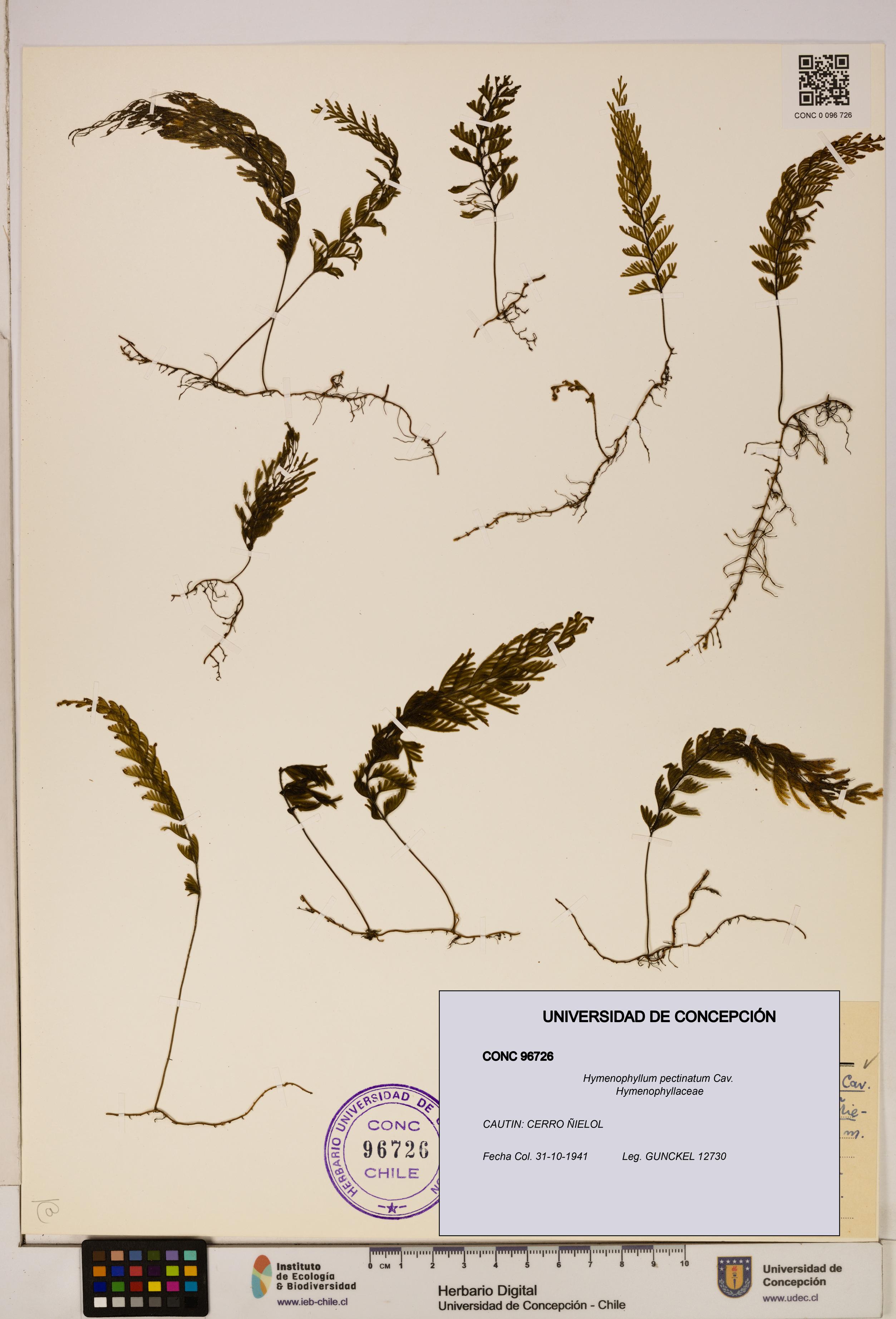 Hymenophyllum pectinatum [Espécimen: ]