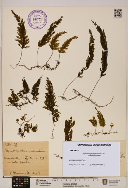Hymenophyllum pectinatum [Espécimen: ]