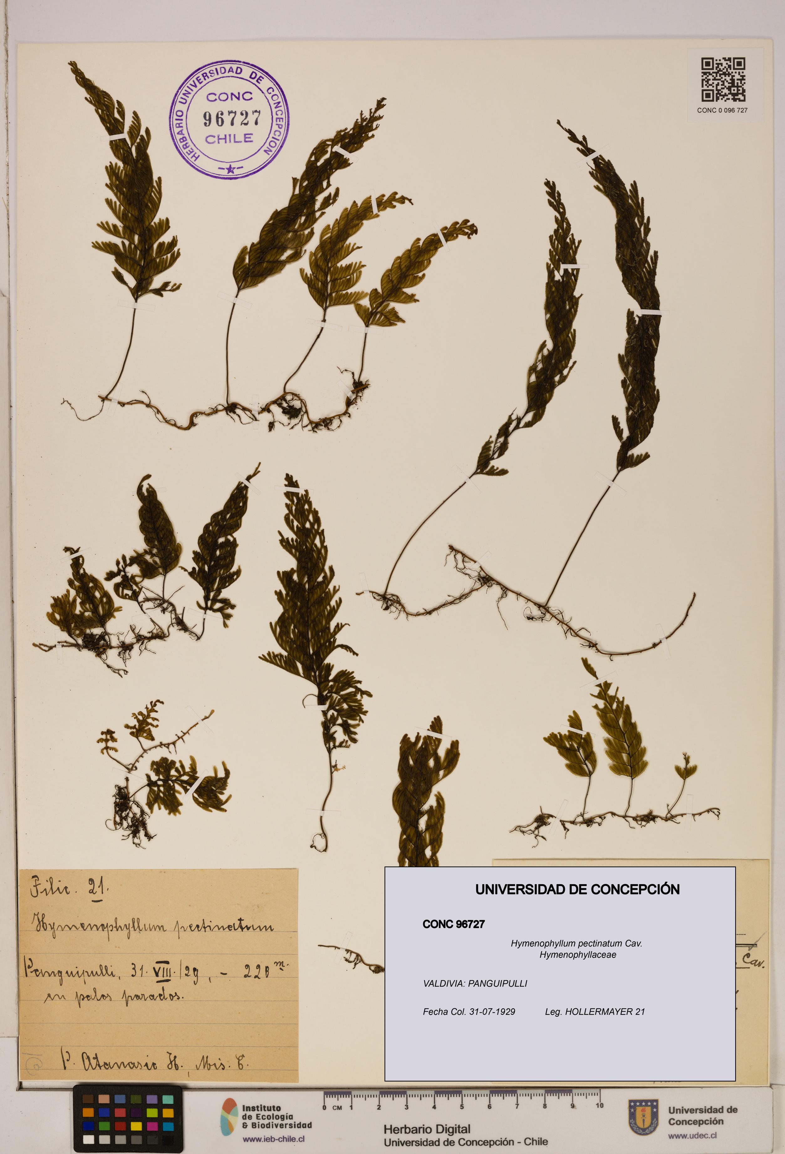Hymenophyllum pectinatum [Espécimen: ]