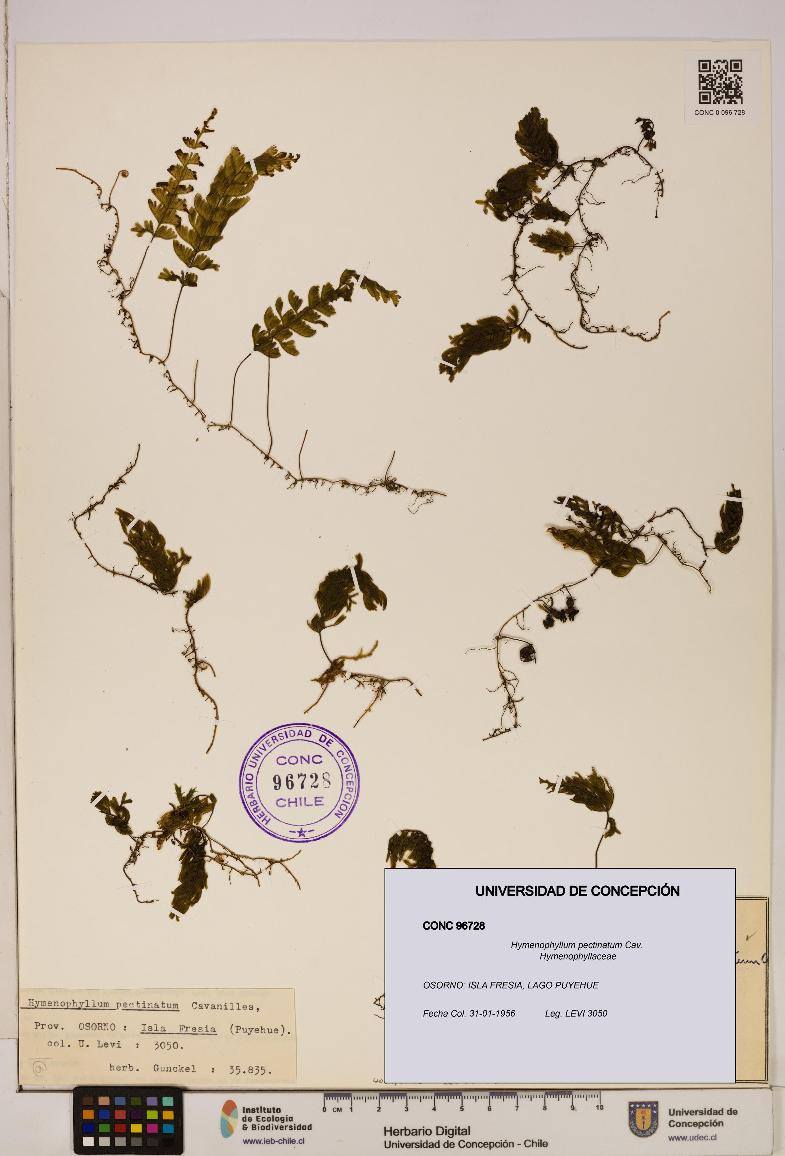 Hymenophyllum pectinatum [Espécimen: ]