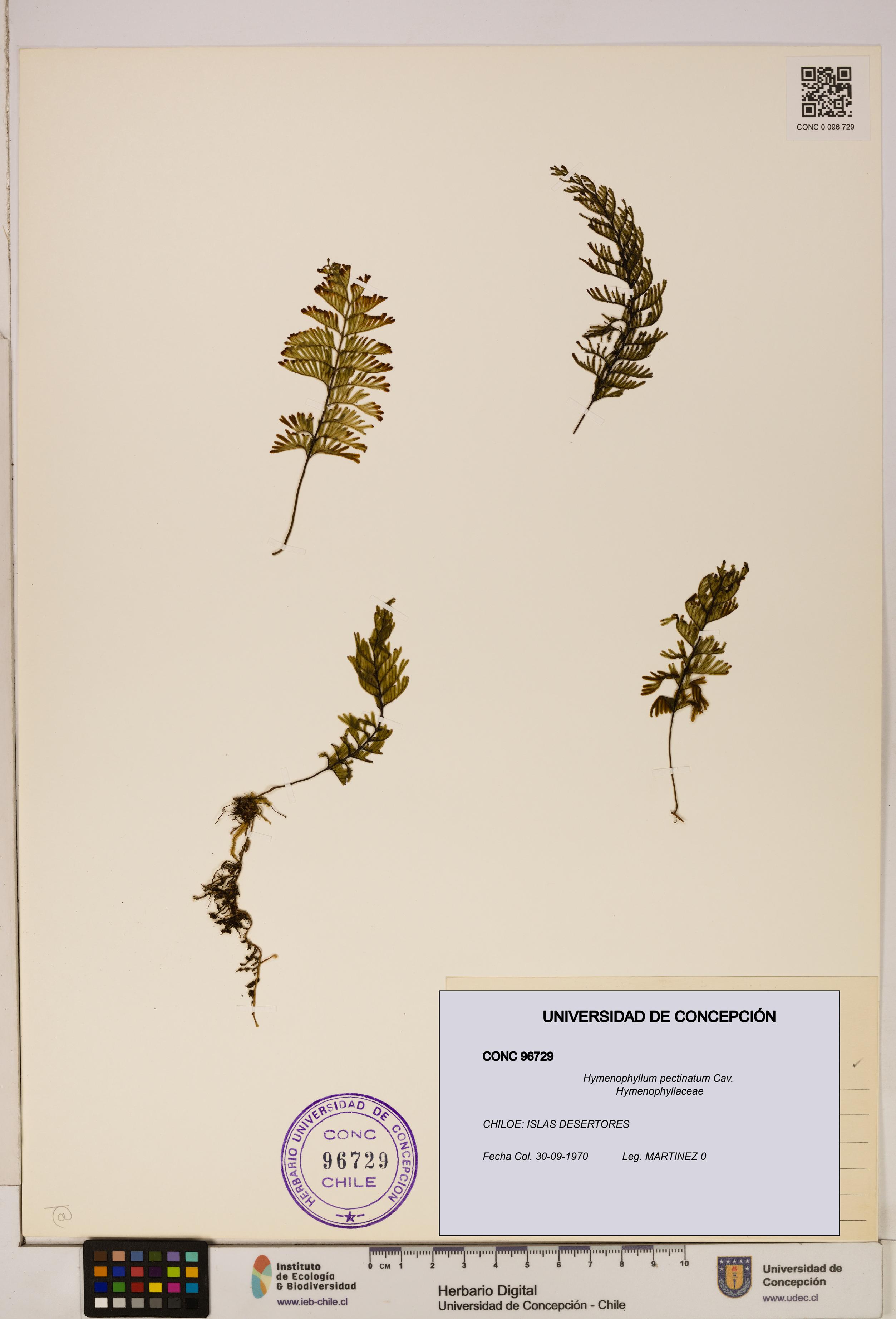 Hymenophyllum pectinatum [Espécimen: ]