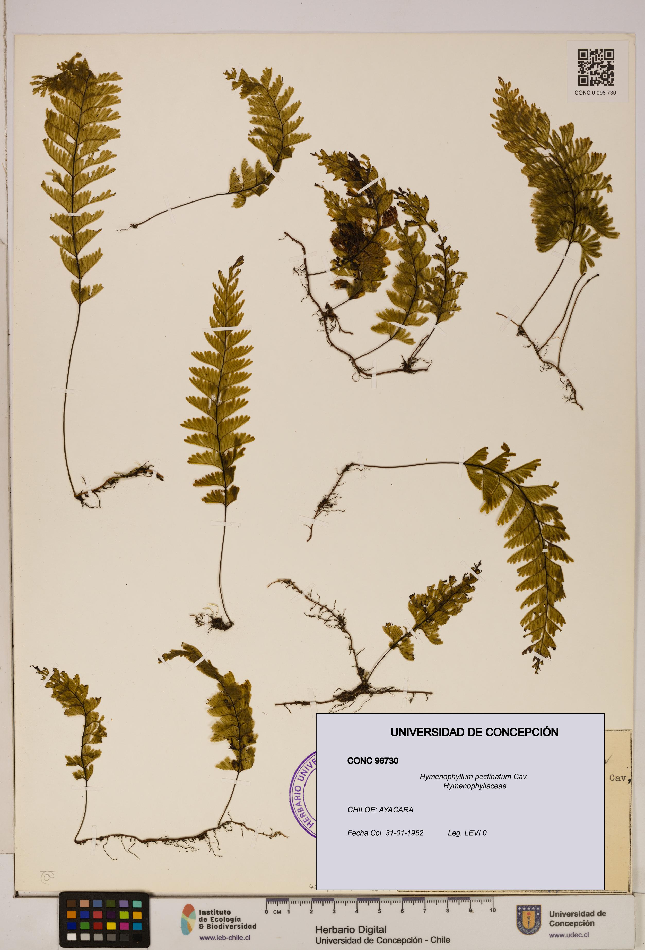 Hymenophyllum pectinatum [Espécimen: ]