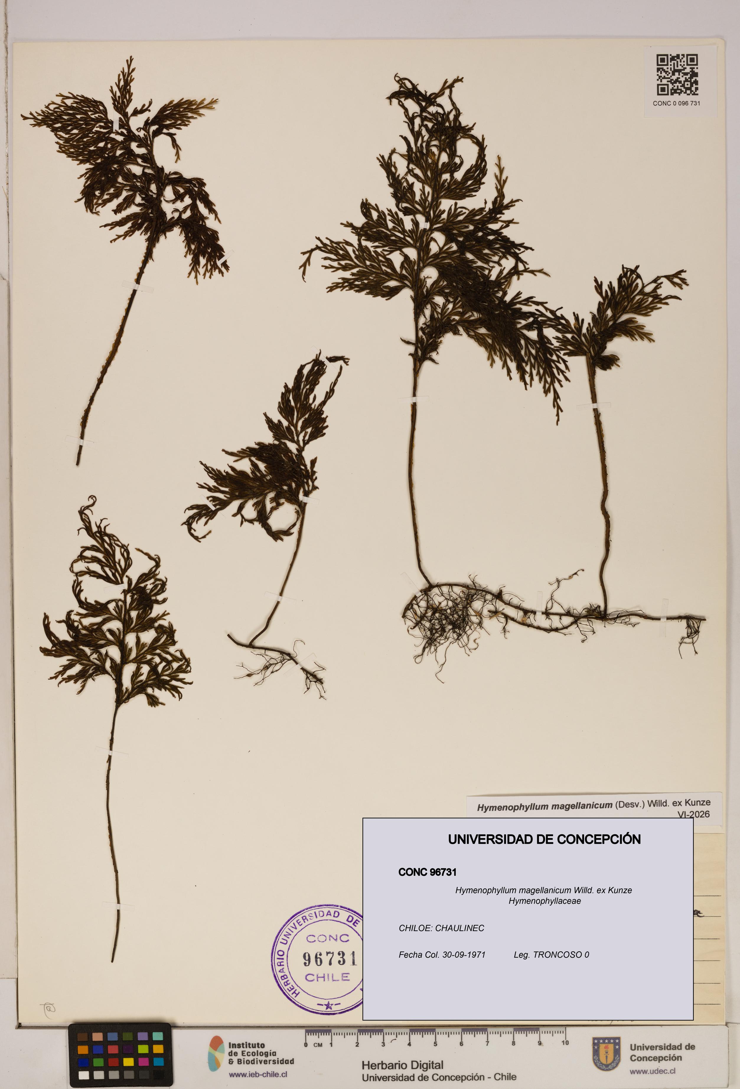 Hymenophyllum magellanicum [Espécimen: ]