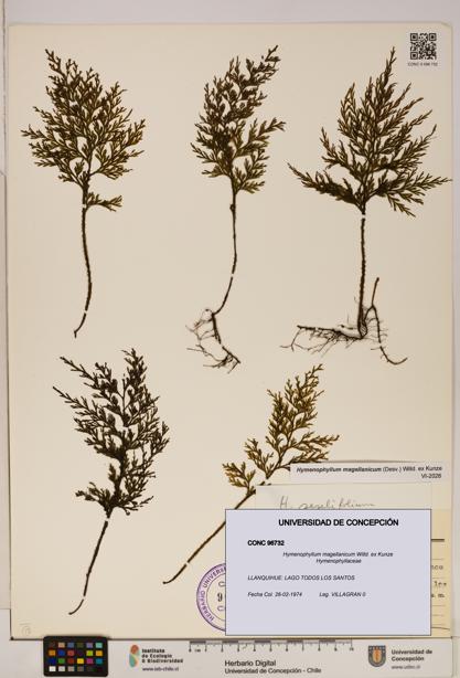 Hymenophyllum magellanicum [Espécimen: ]