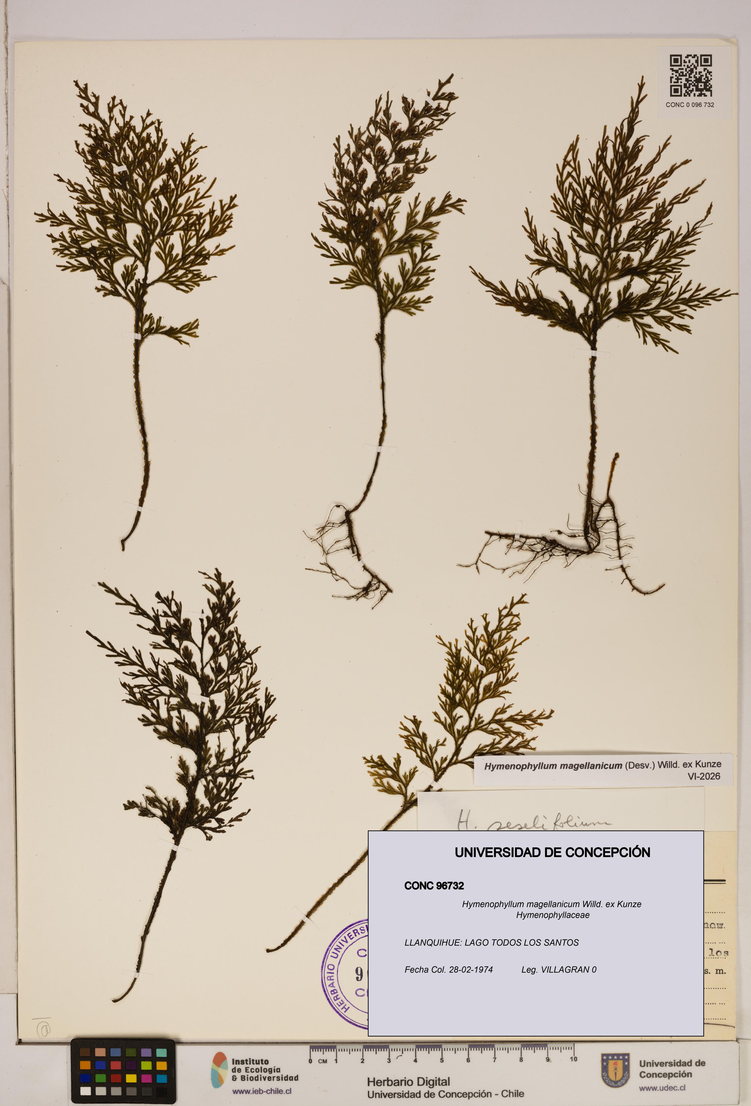 Hymenophyllum magellanicum [Espécimen: ]