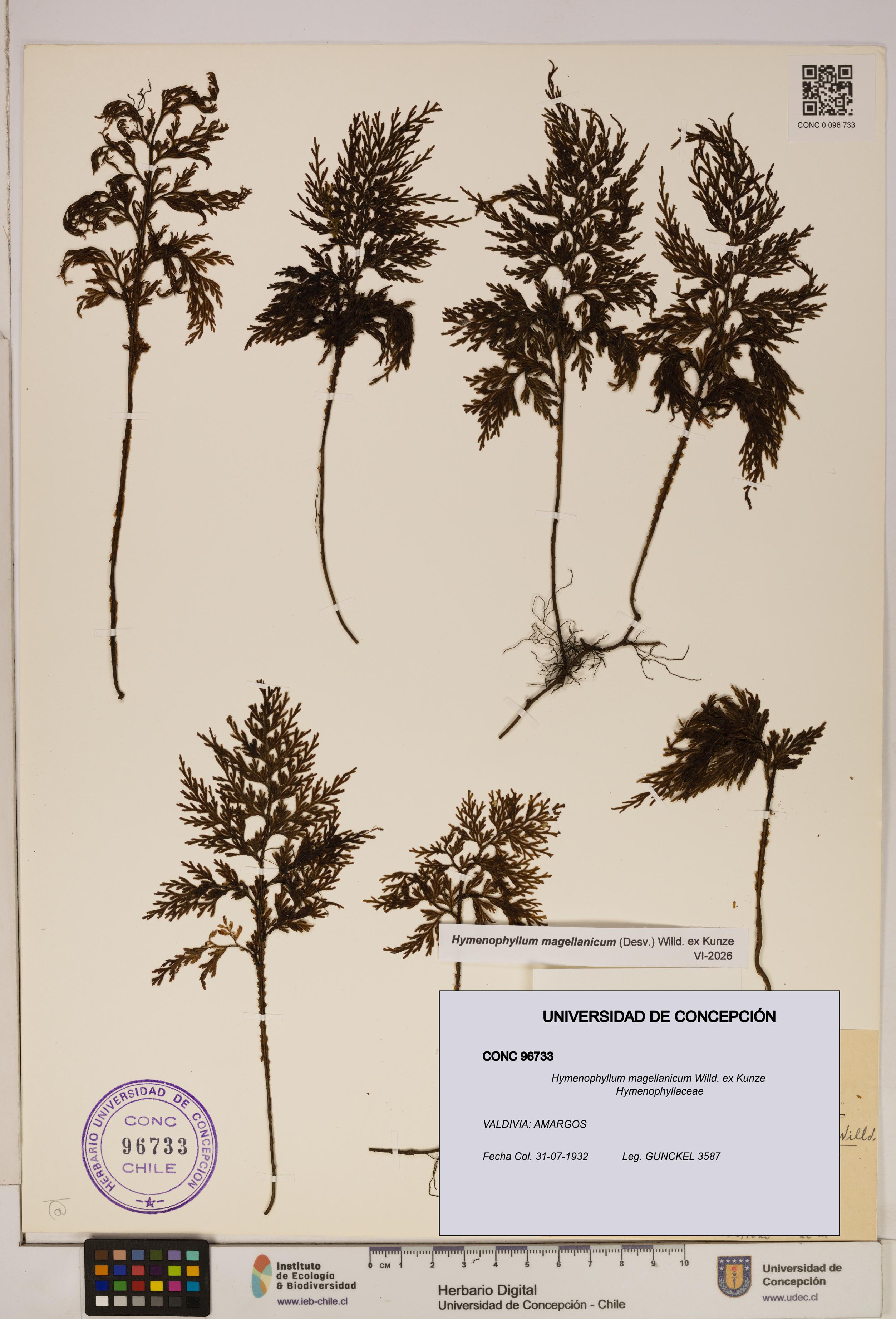 Hymenophyllum magellanicum [Espécimen: ]