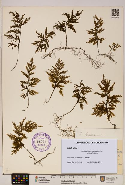 Hymenophyllum krauseanum [Espécimen: ]