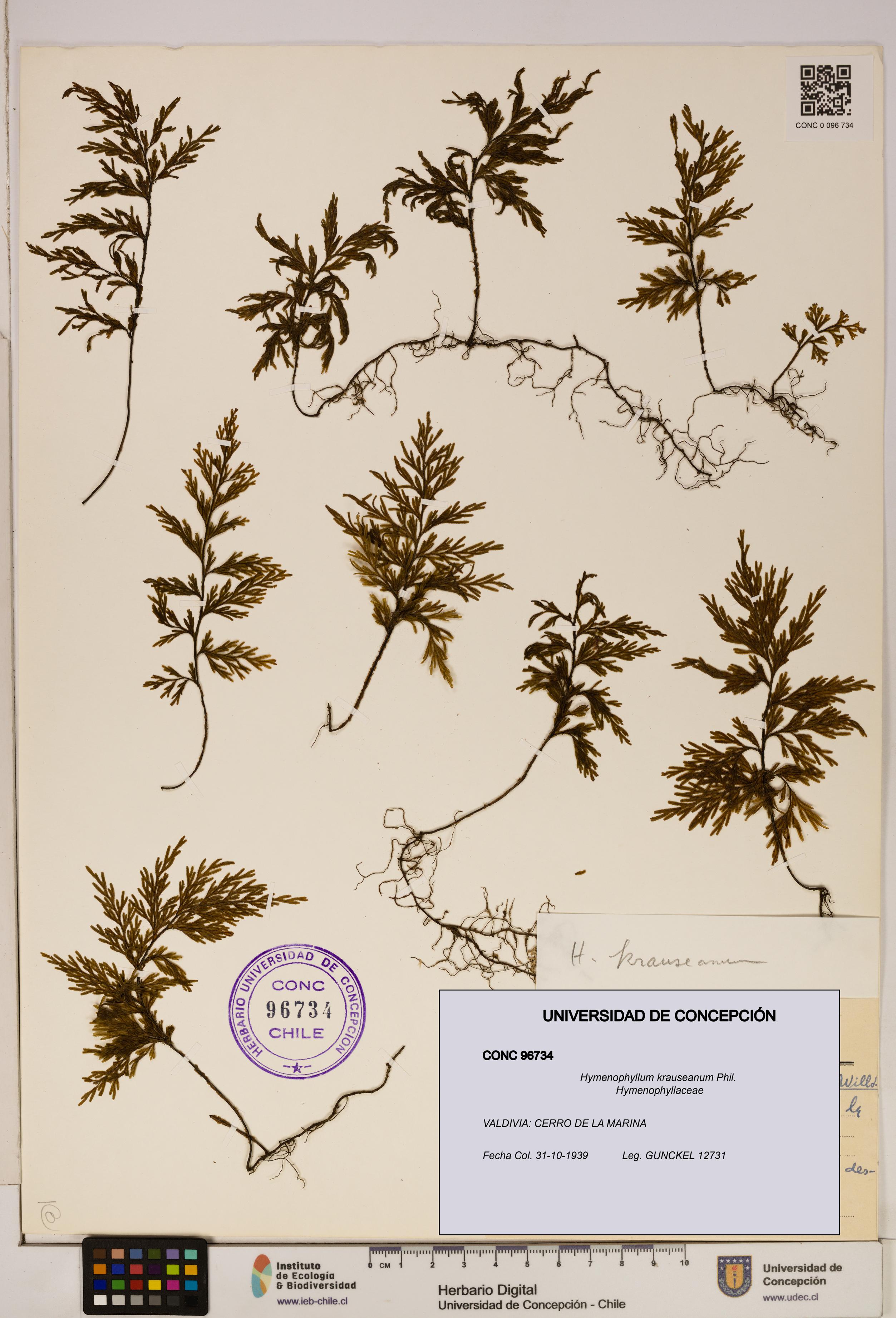 Hymenophyllum krauseanum [Espécimen: ]