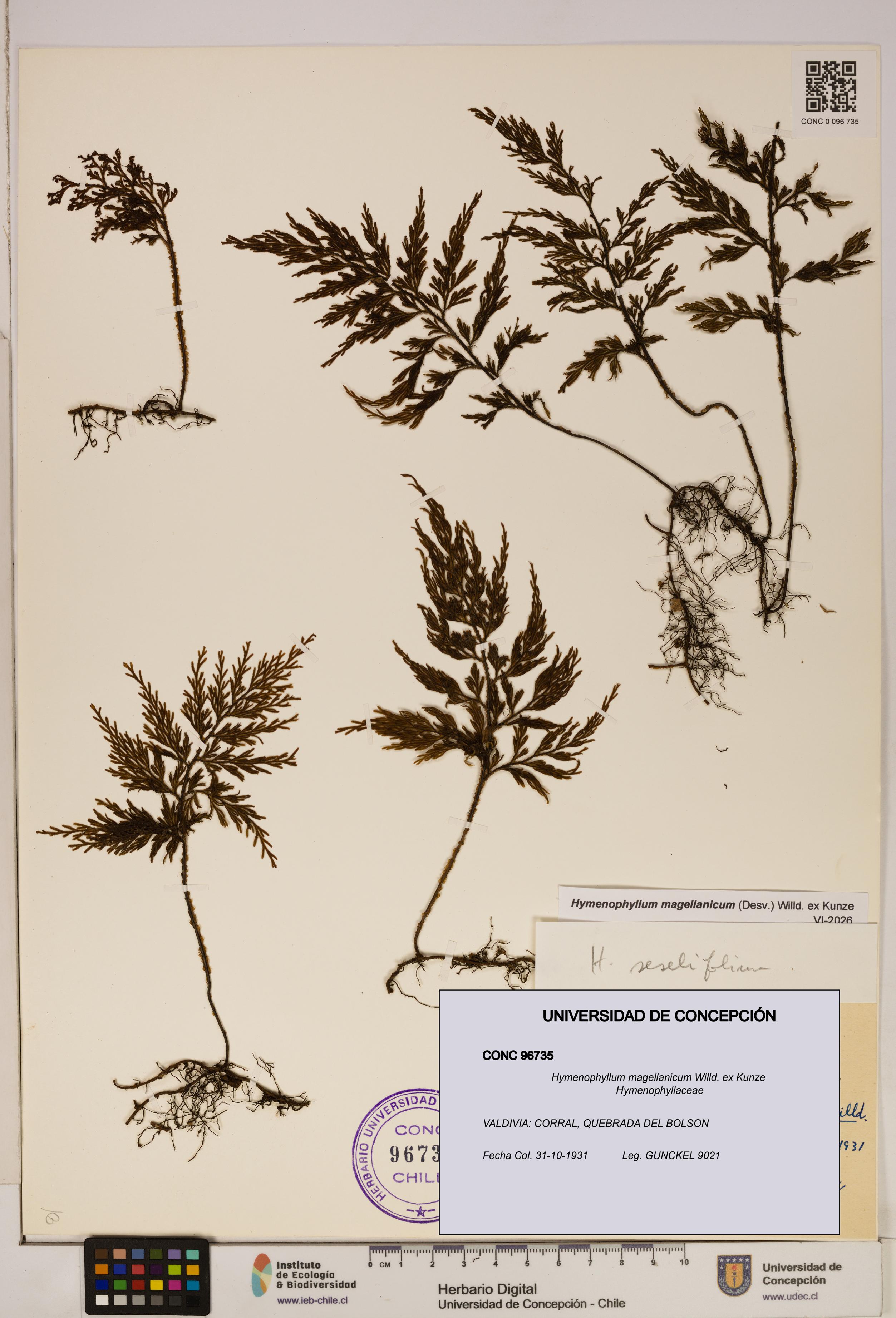 Hymenophyllum magellanicum [Espécimen: ]
