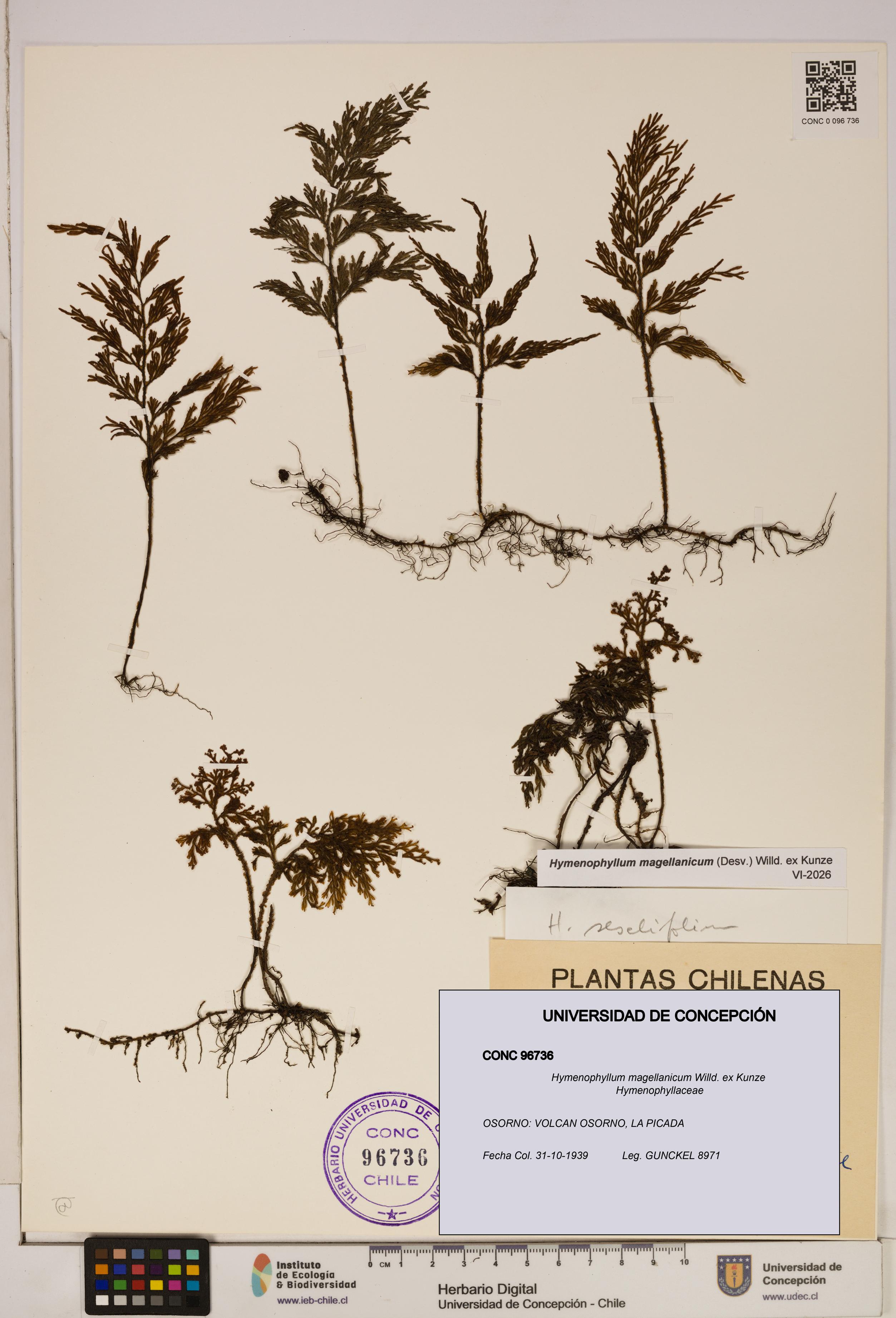 Hymenophyllum magellanicum [Espécimen: ]