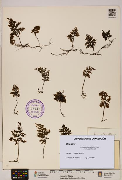 Hymenophyllum plicatum [Espécimen: ]