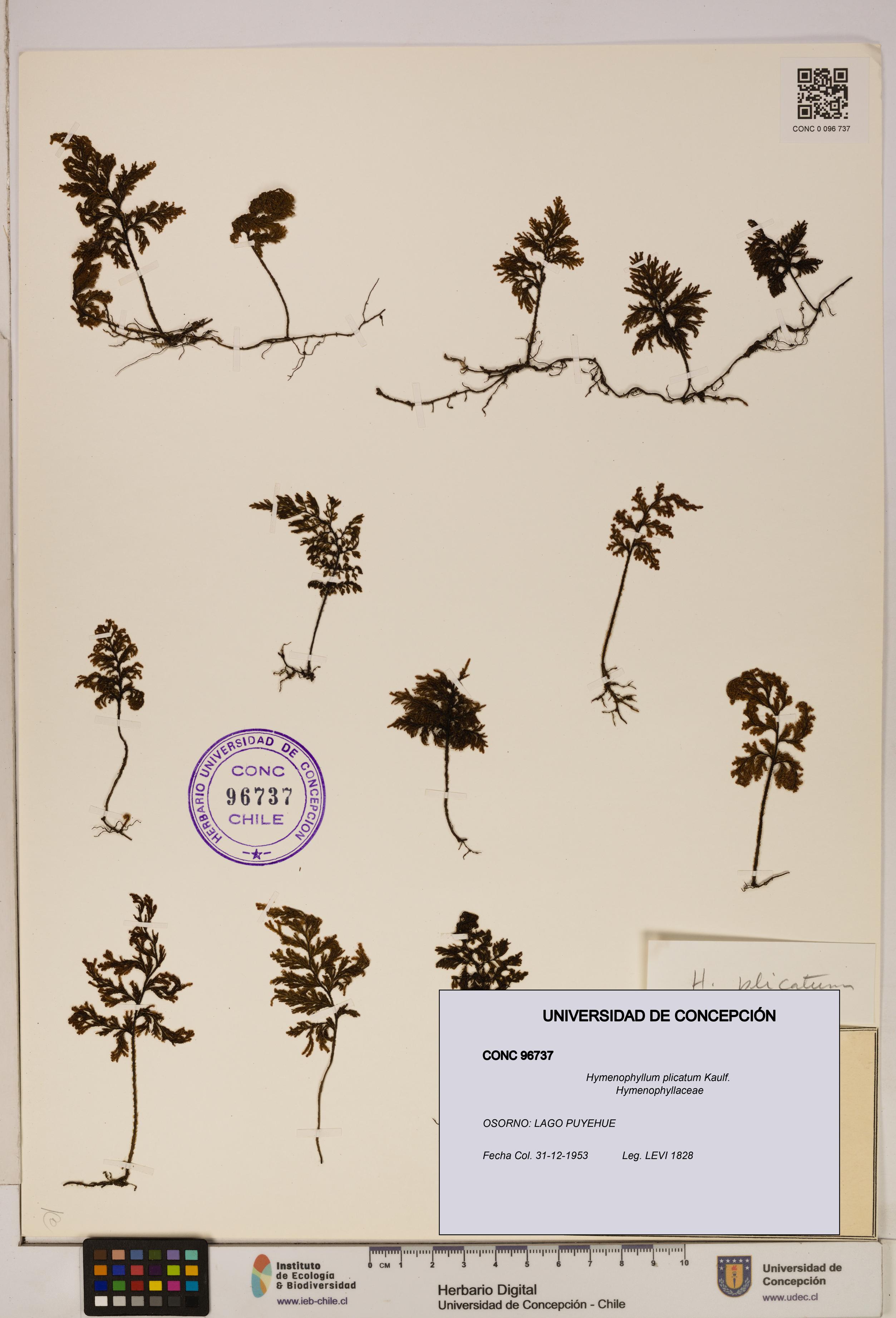 Hymenophyllum plicatum [Espécimen: ]