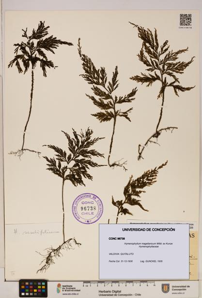Hymenophyllum magellanicum [Espécimen: ]