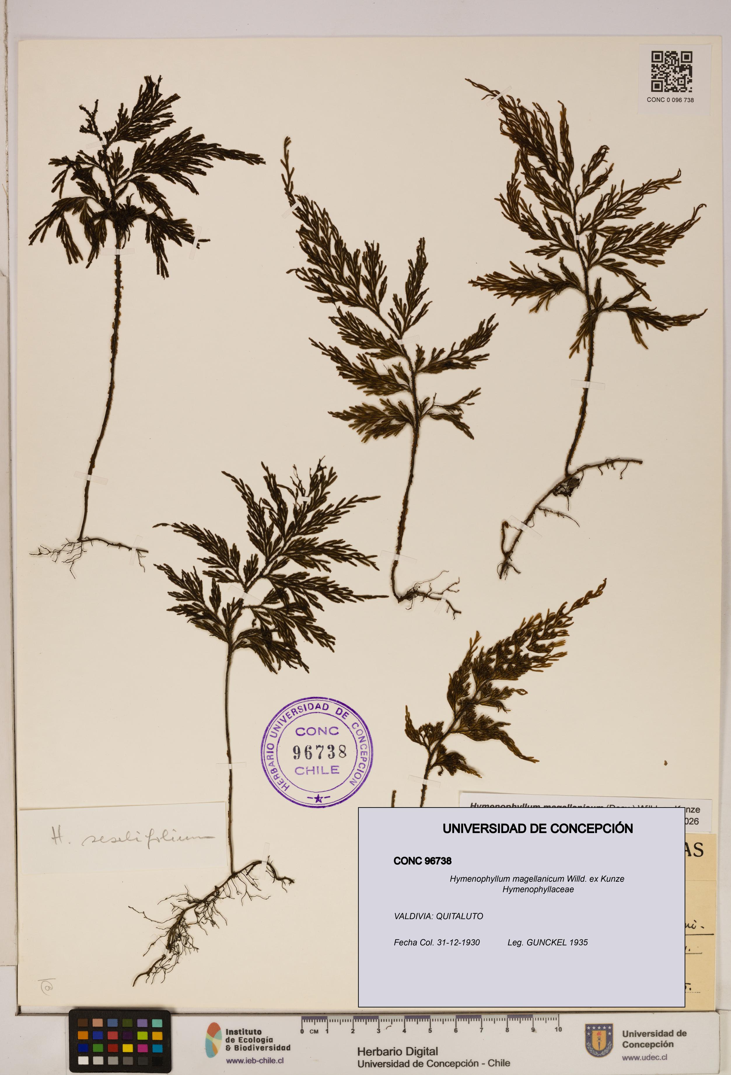 Hymenophyllum magellanicum [Espécimen: ]