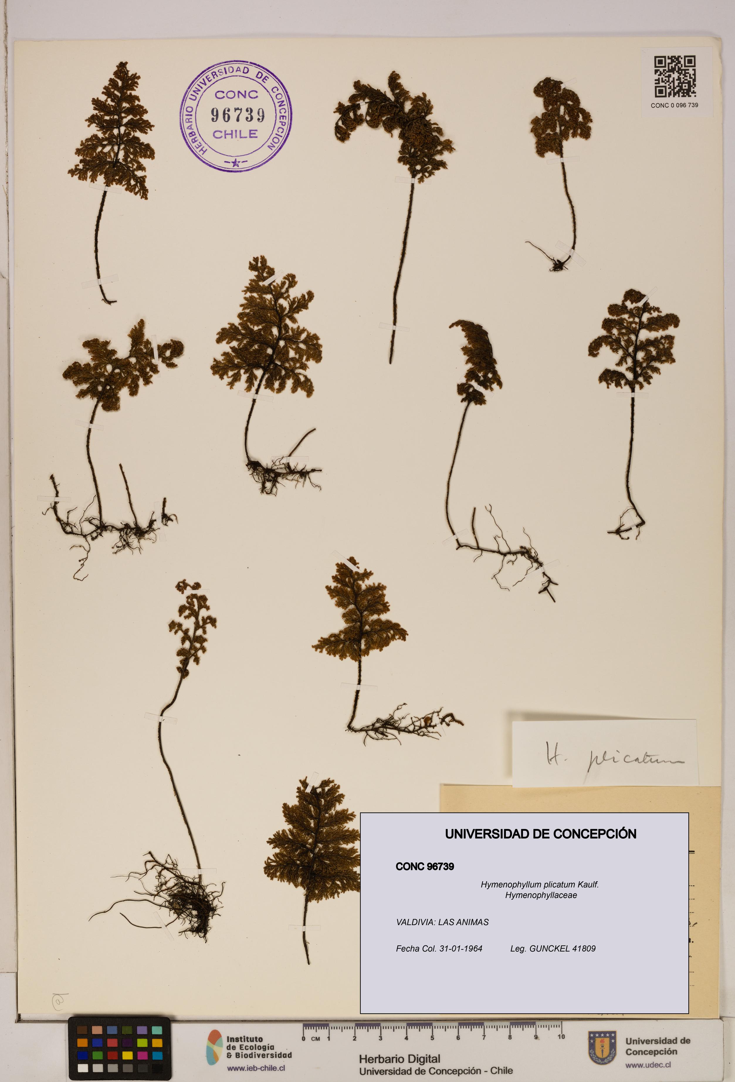 Hymenophyllum plicatum [Espécimen: ]