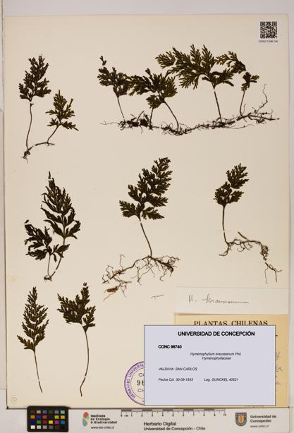 Hymenophyllum krauseanum [Espécimen: ]