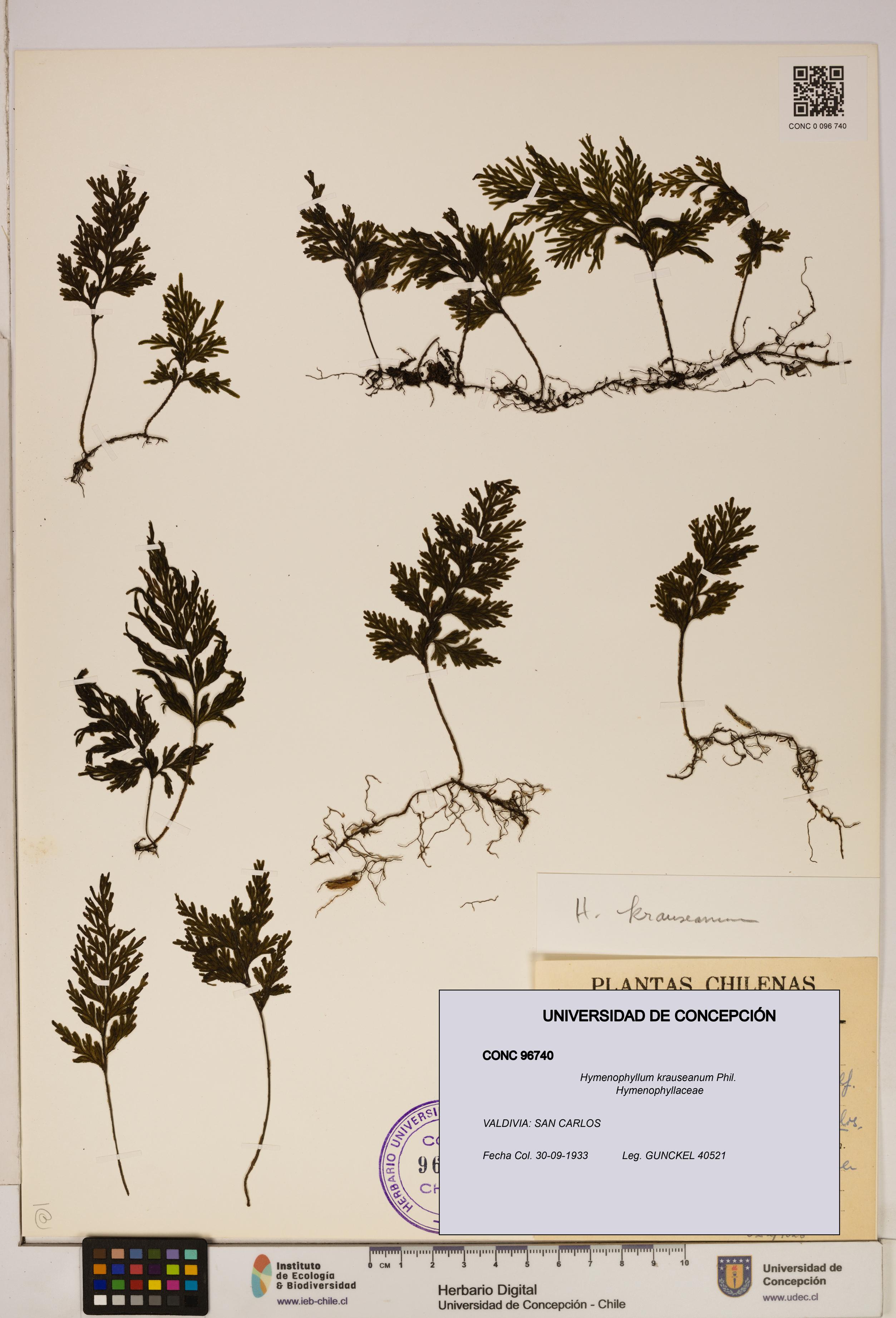 Hymenophyllum krauseanum [Espécimen: ]